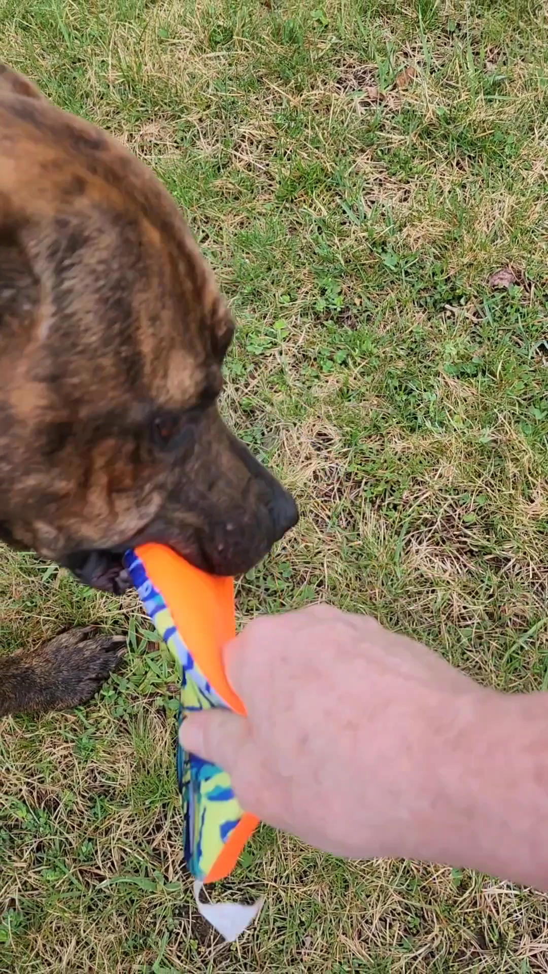 Broome County Dog Shelter Binghamton