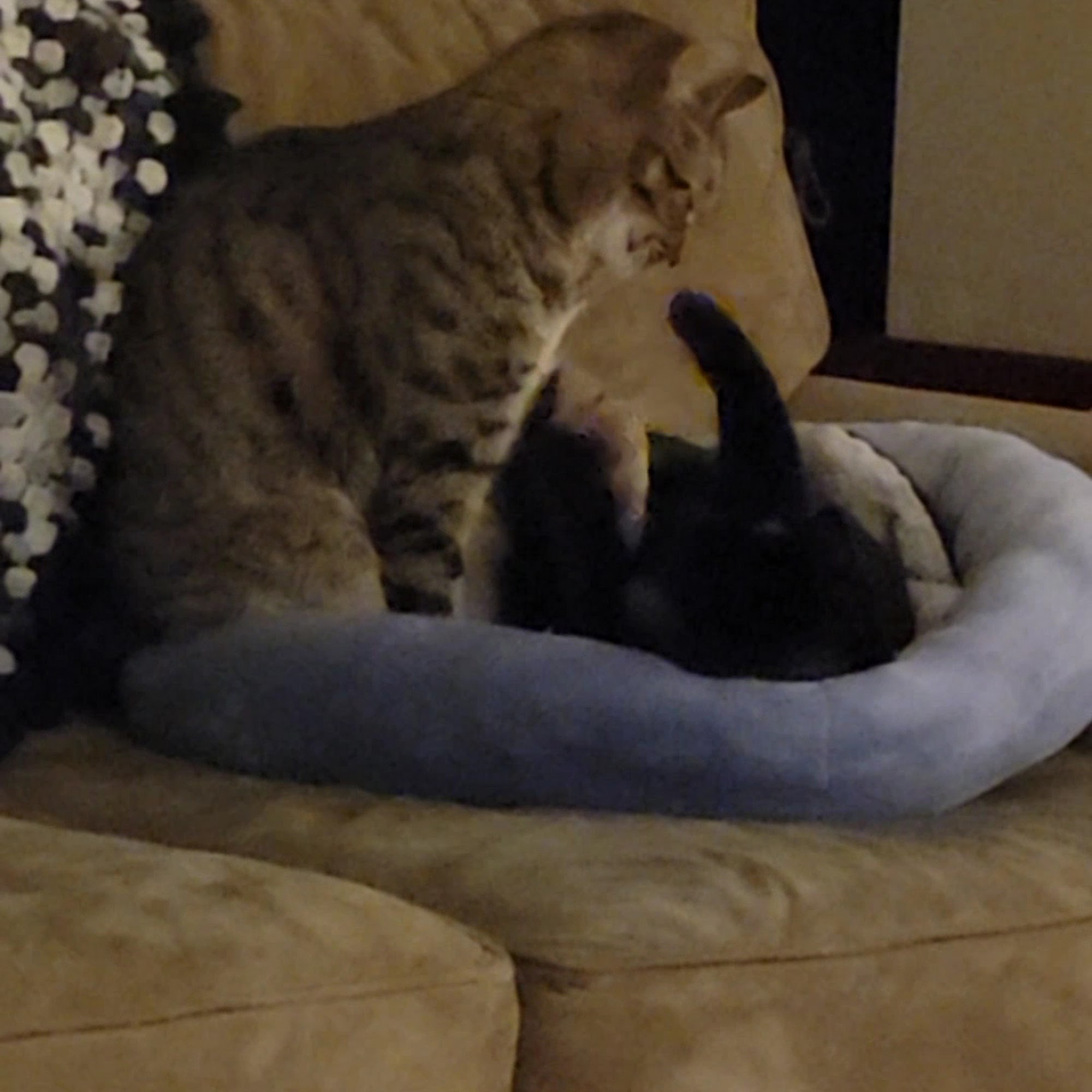 Tabby Town Cat Adoption Center Blasdell