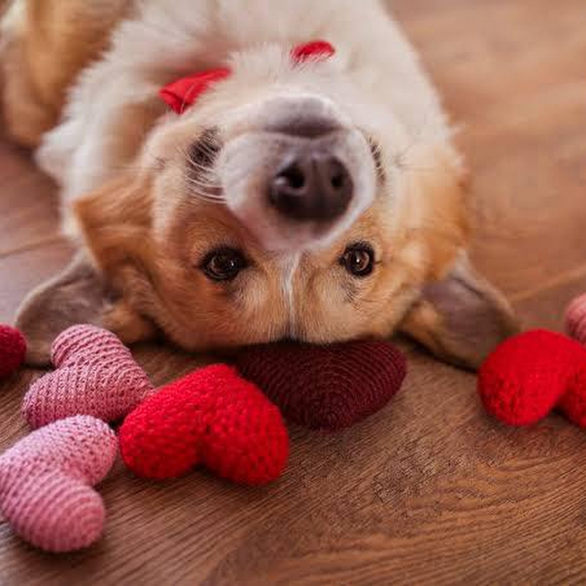 EarthWise Pet Hamburg Blasdell