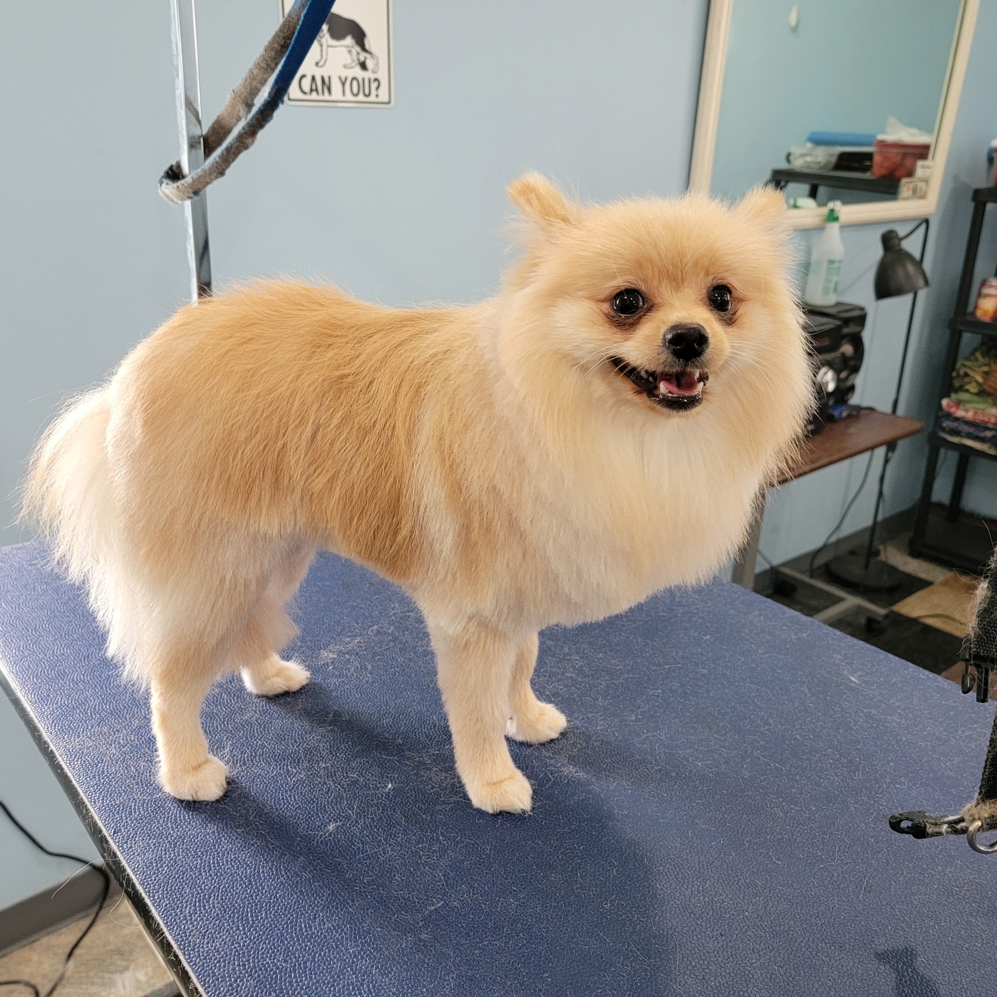 Ultimutt K-9 Blue Point