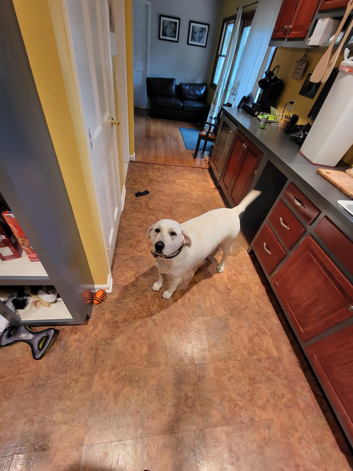 Ultimutt K-9 Blue Point