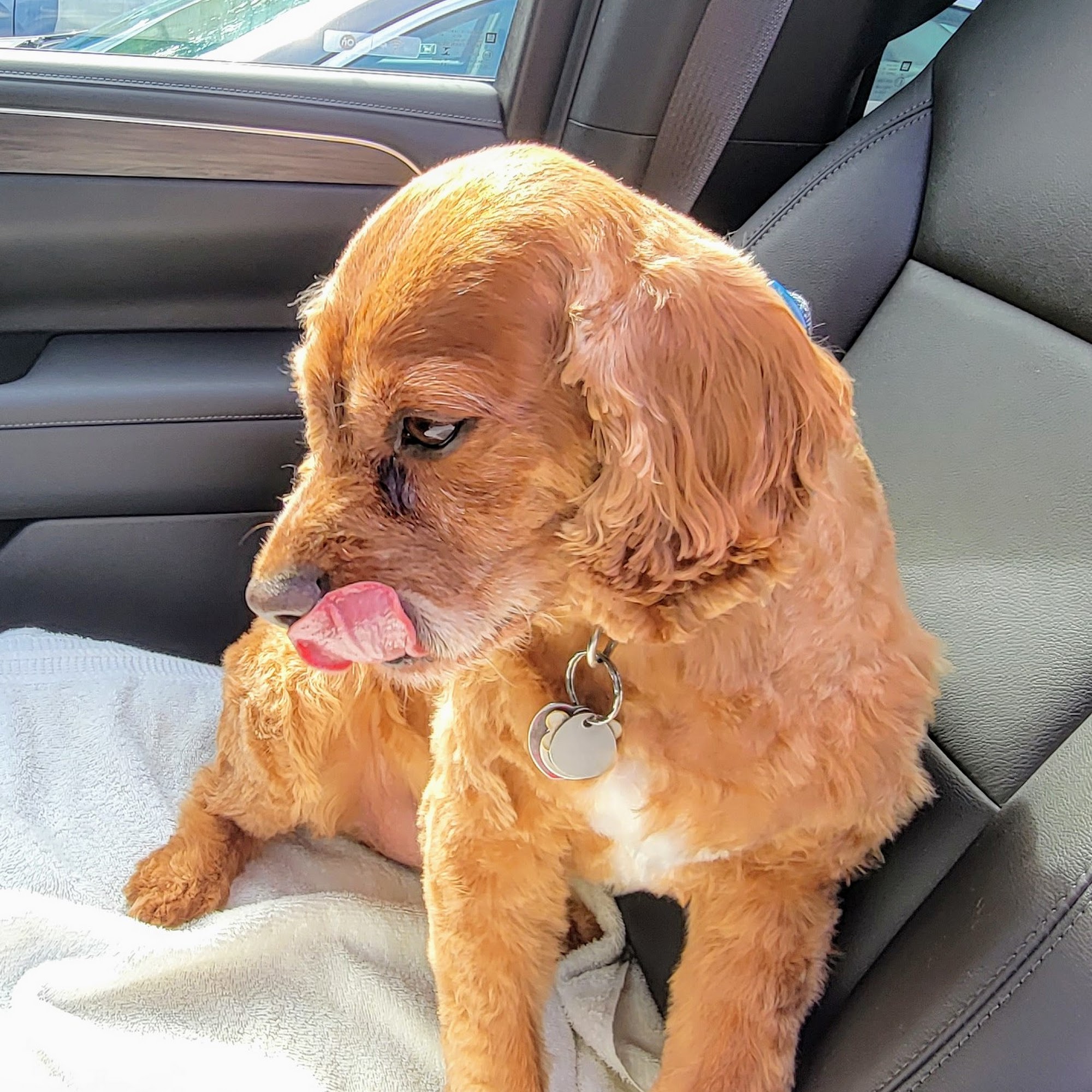 South Shore Grooming Bohemia