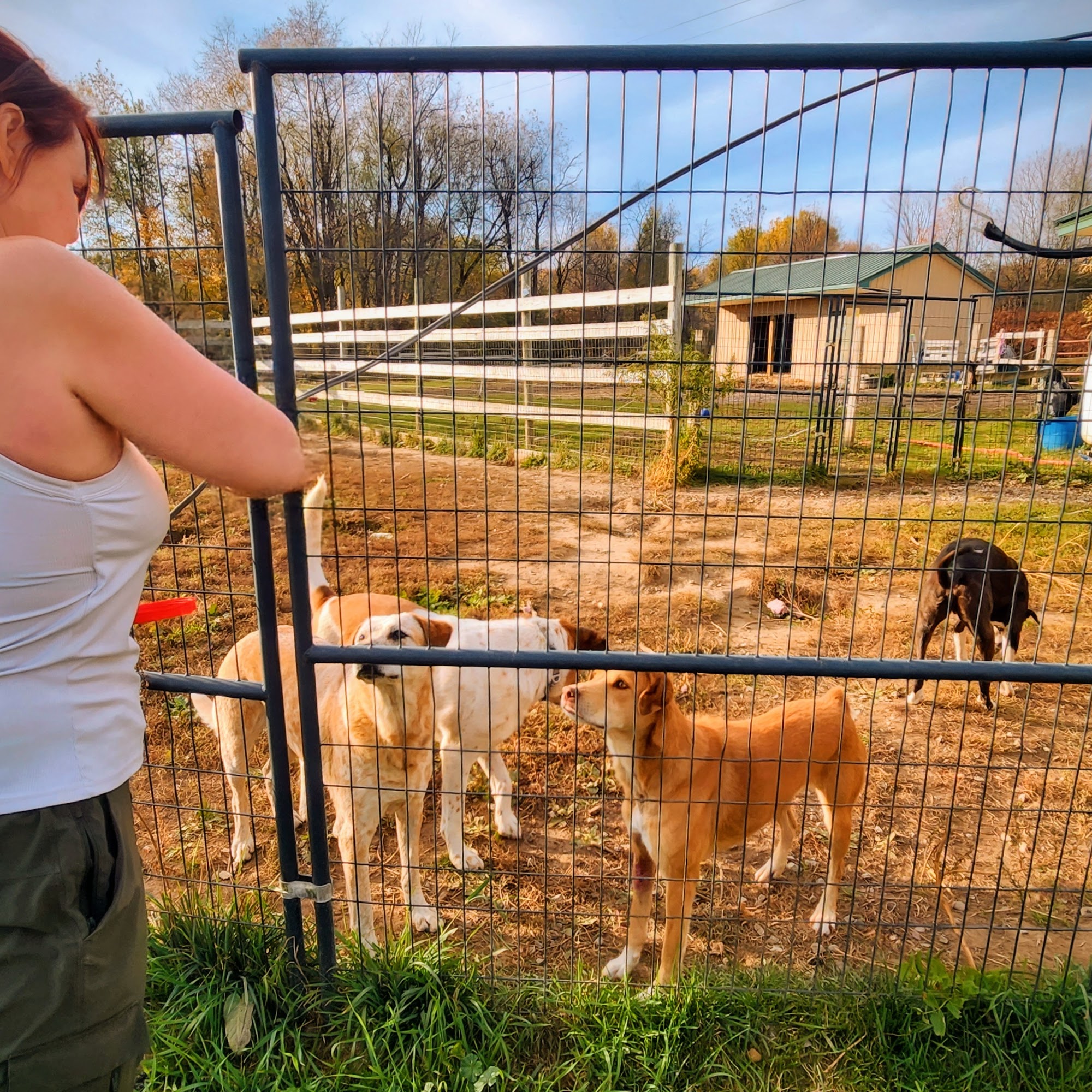 Spirit Animal Sanctuary Boonville