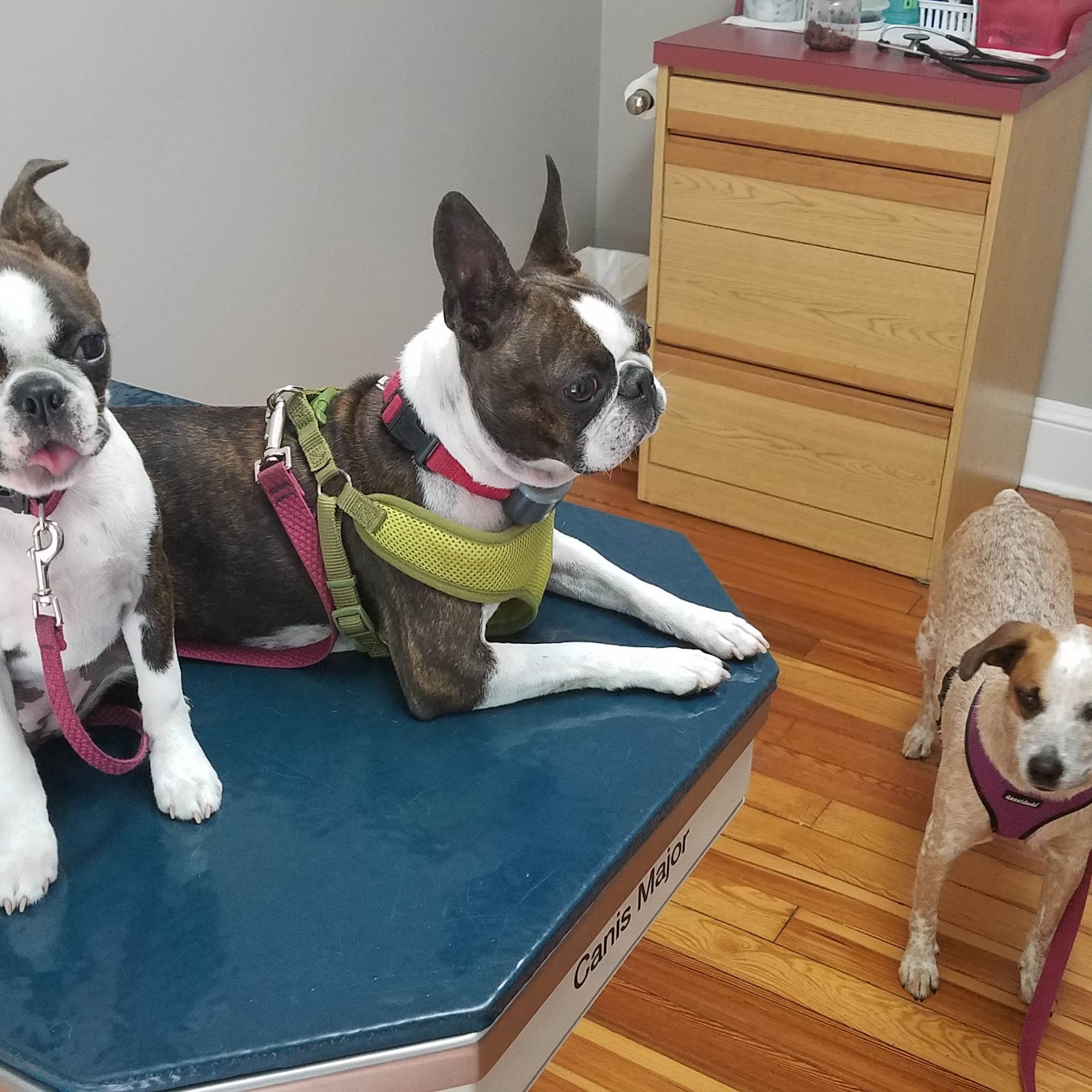 Hoell Dori DVM Brewster