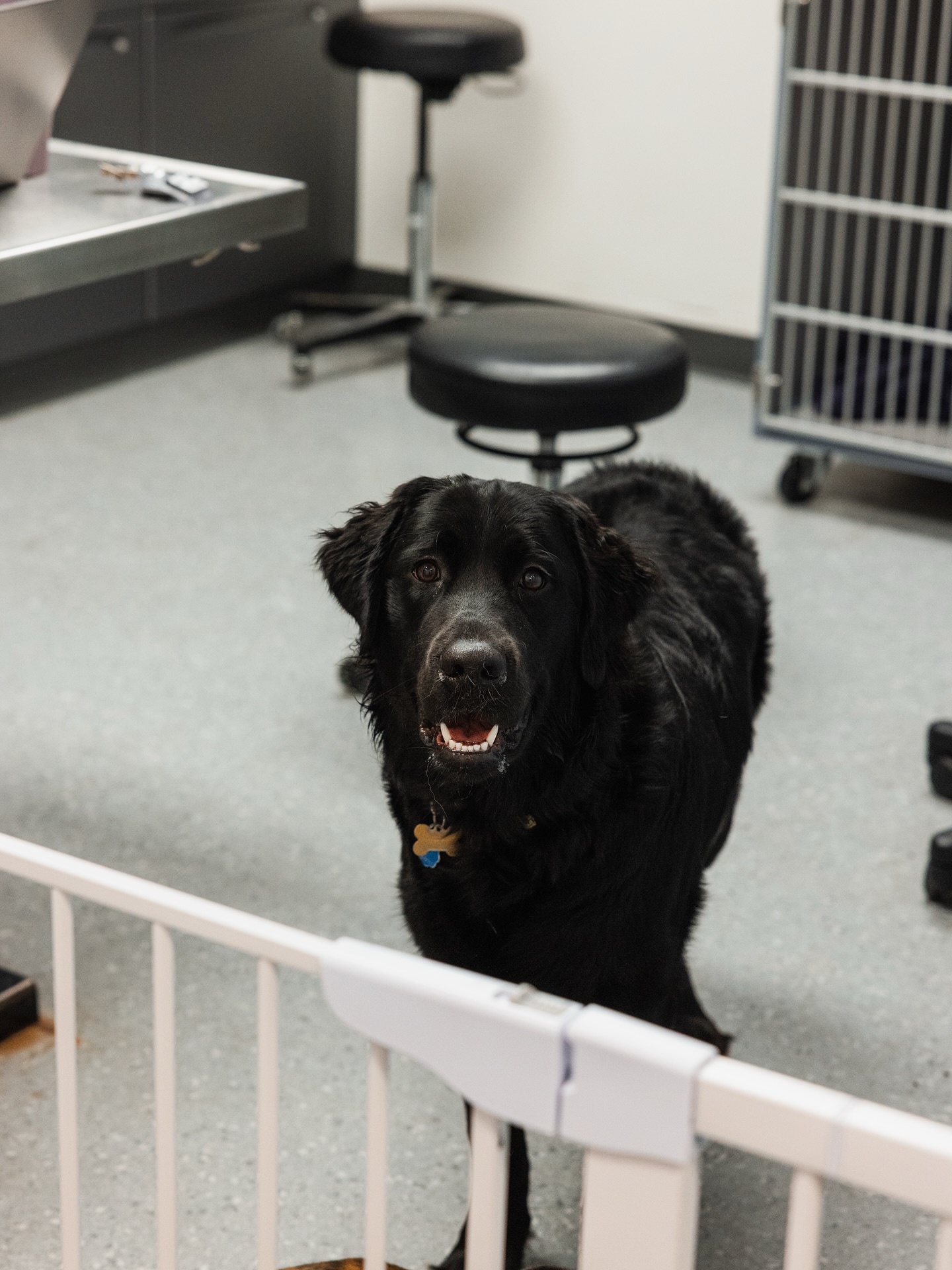 Guardian Veterinary Specialists Brewster