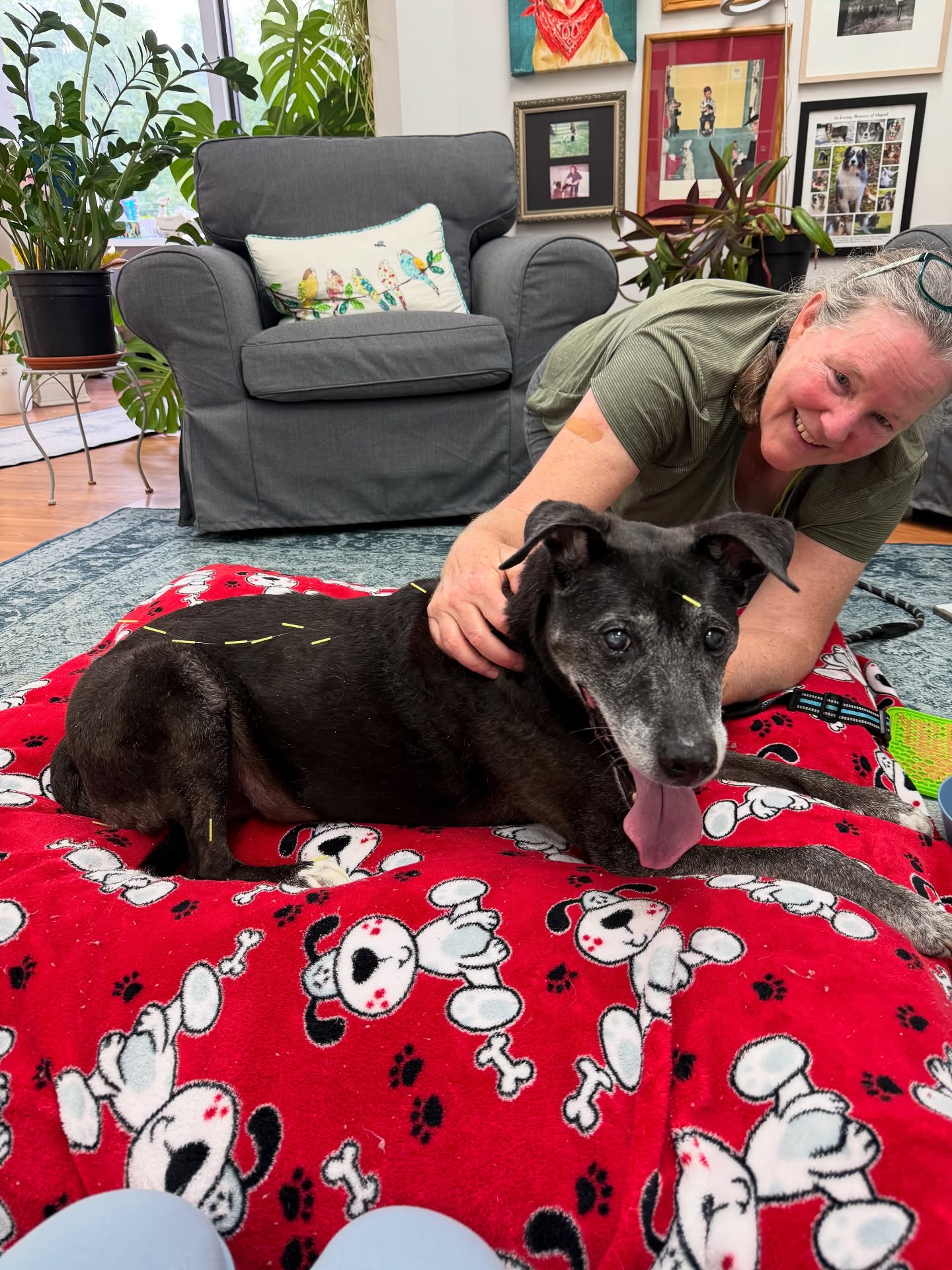 Comforting Care Veterinary Services Brewster