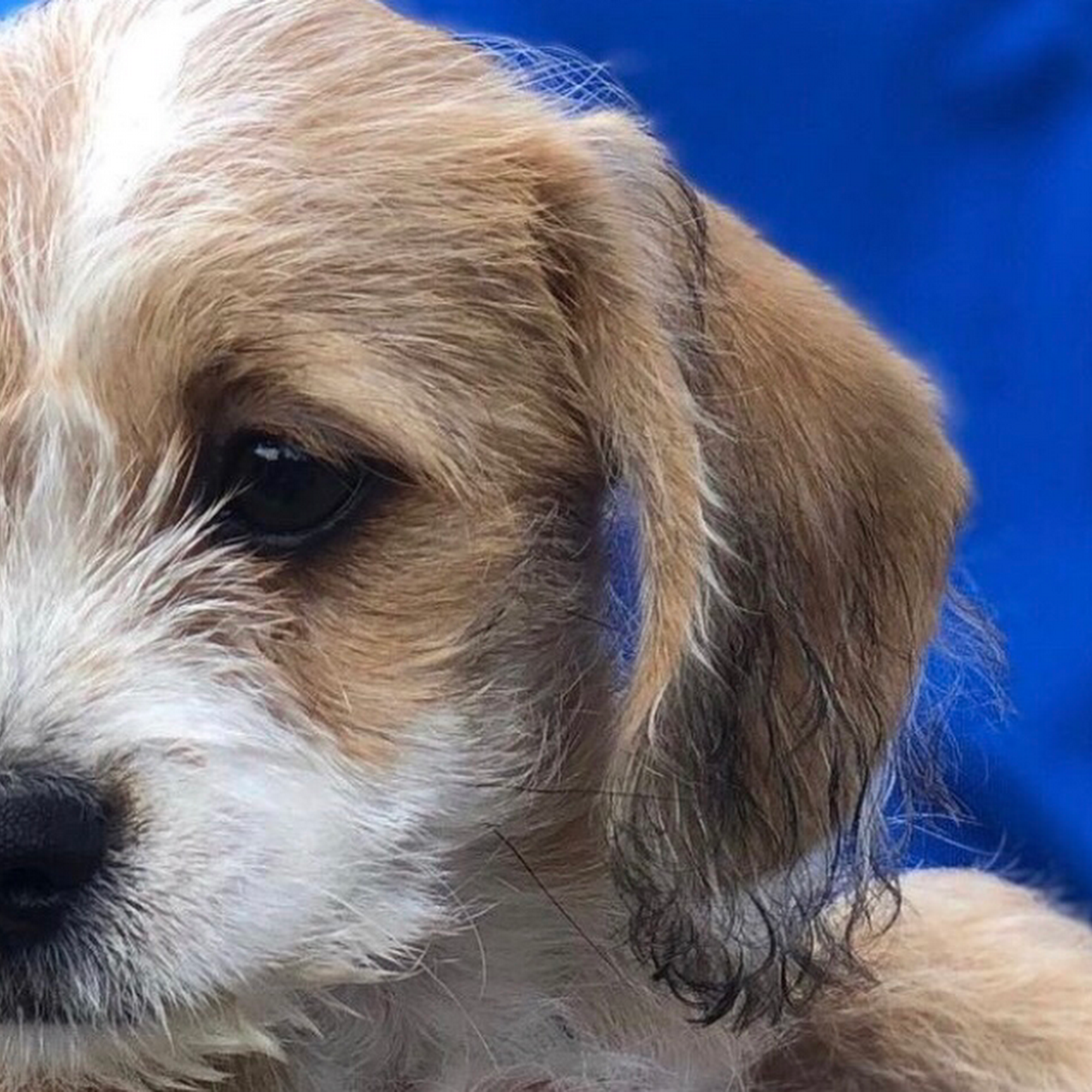 SPCA Westchester and Cody's Clinic Briarcliff Manor