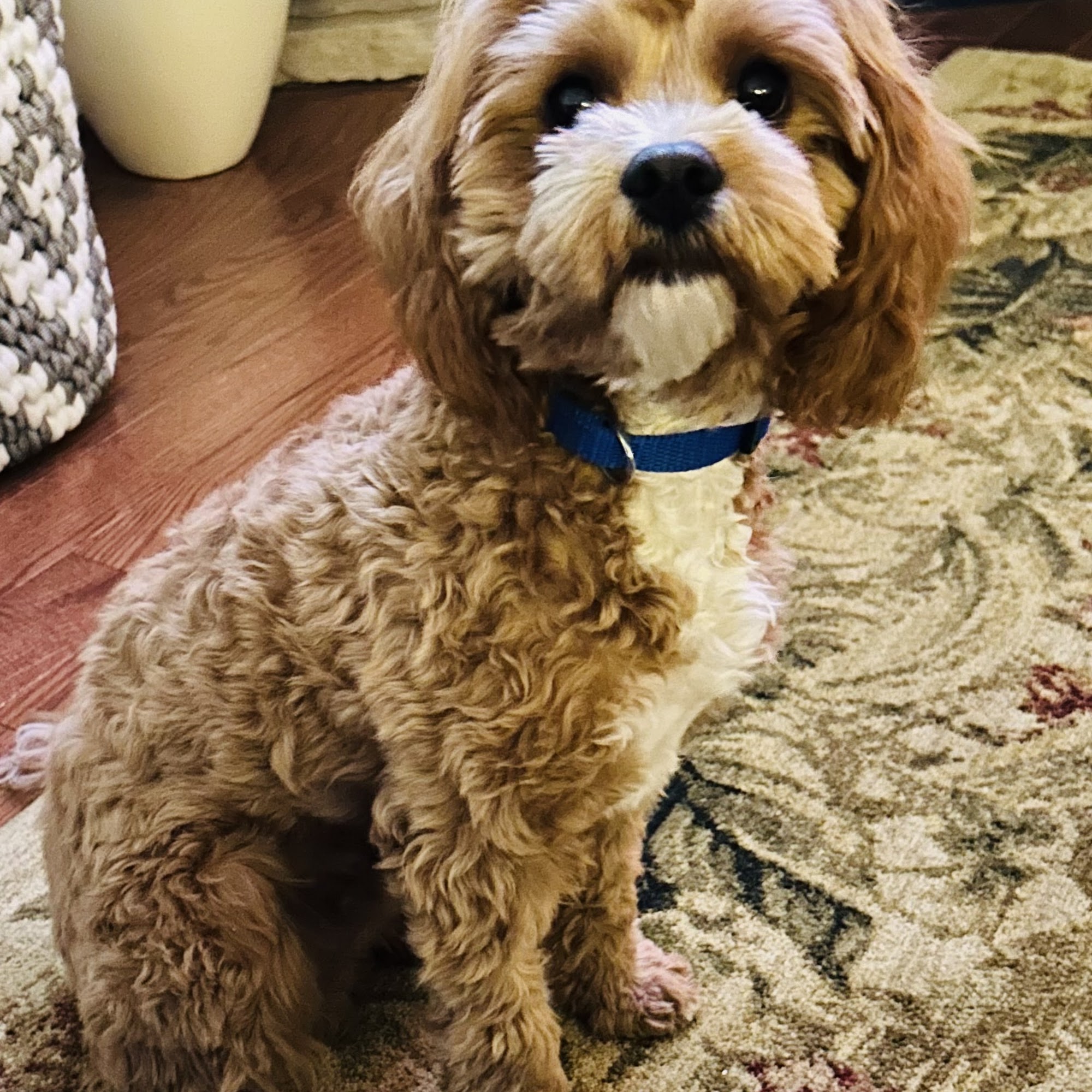 Clarkson Veterinary Hospital Brockport