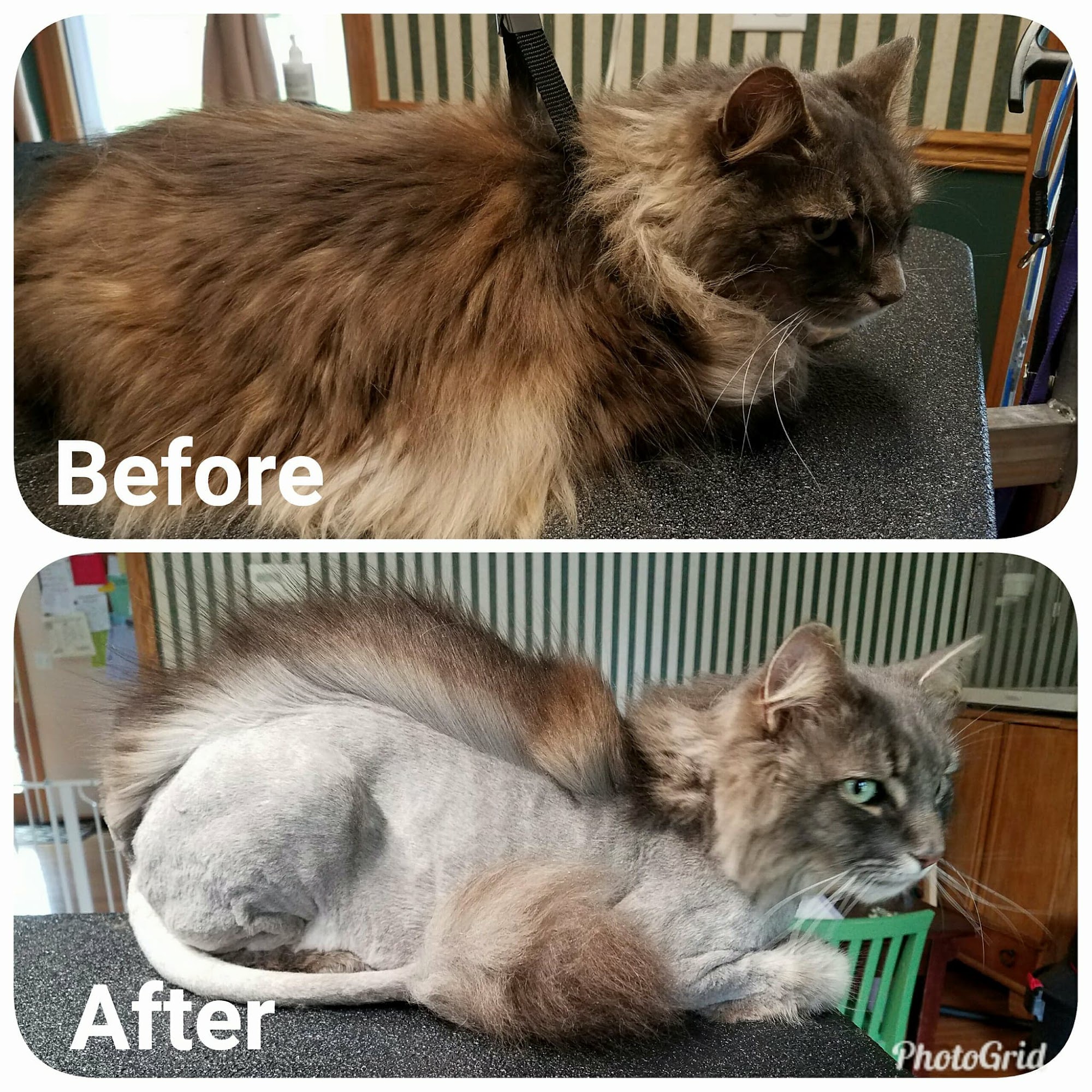 Designer Dogs Brockport