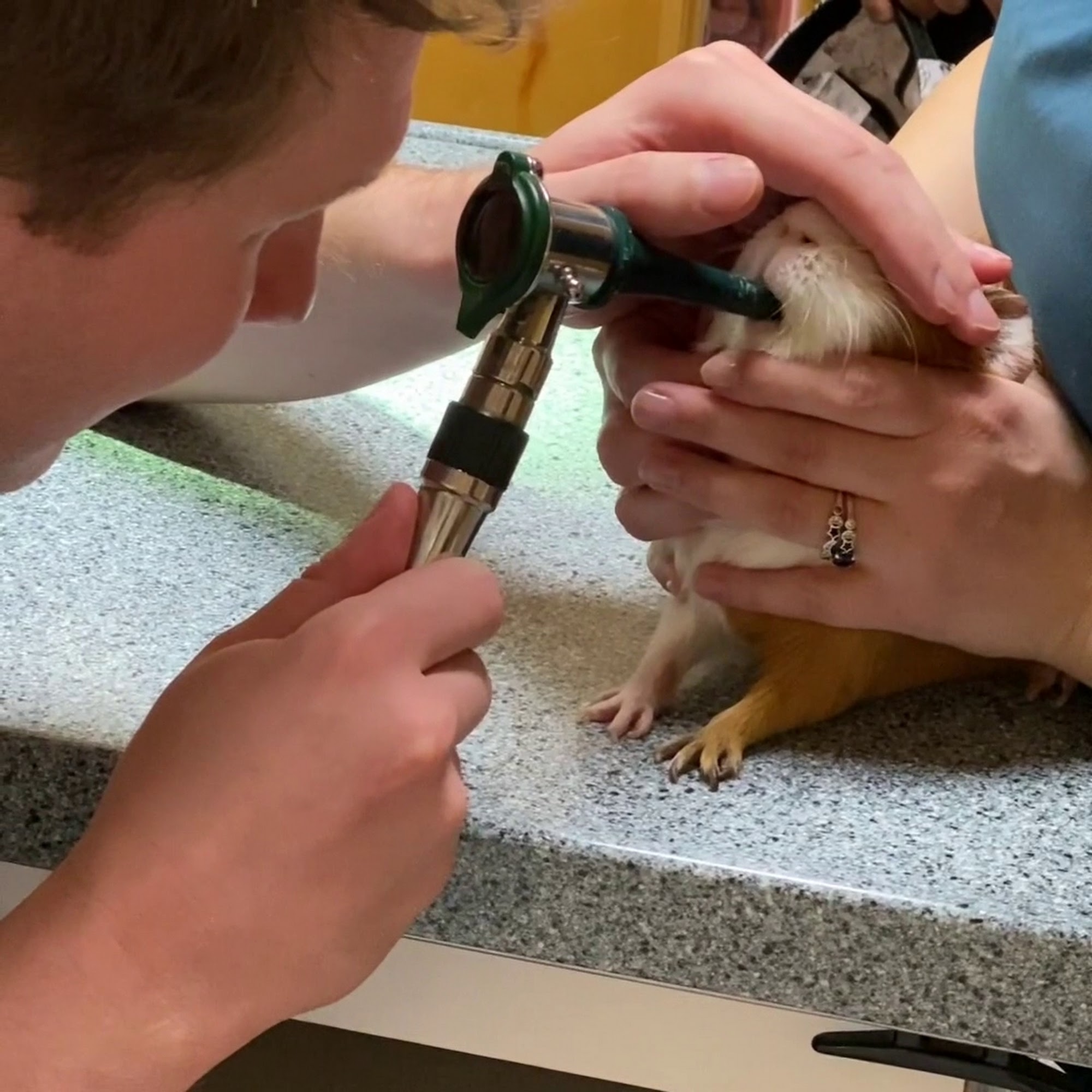 Middletown Animal Clinic Bronx