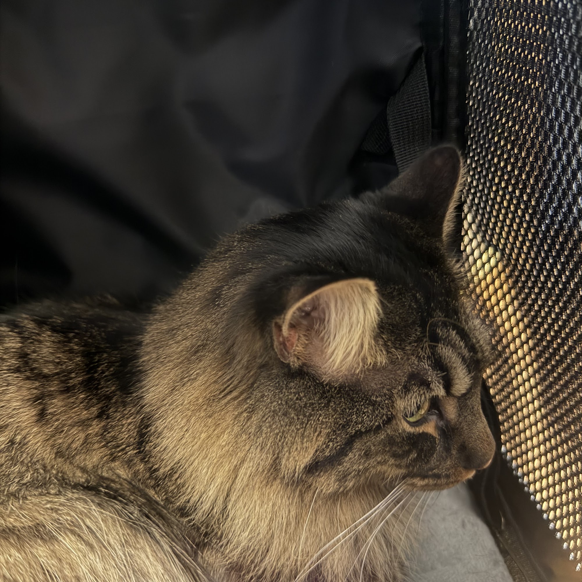 Bronx Veterinary Center Bronx