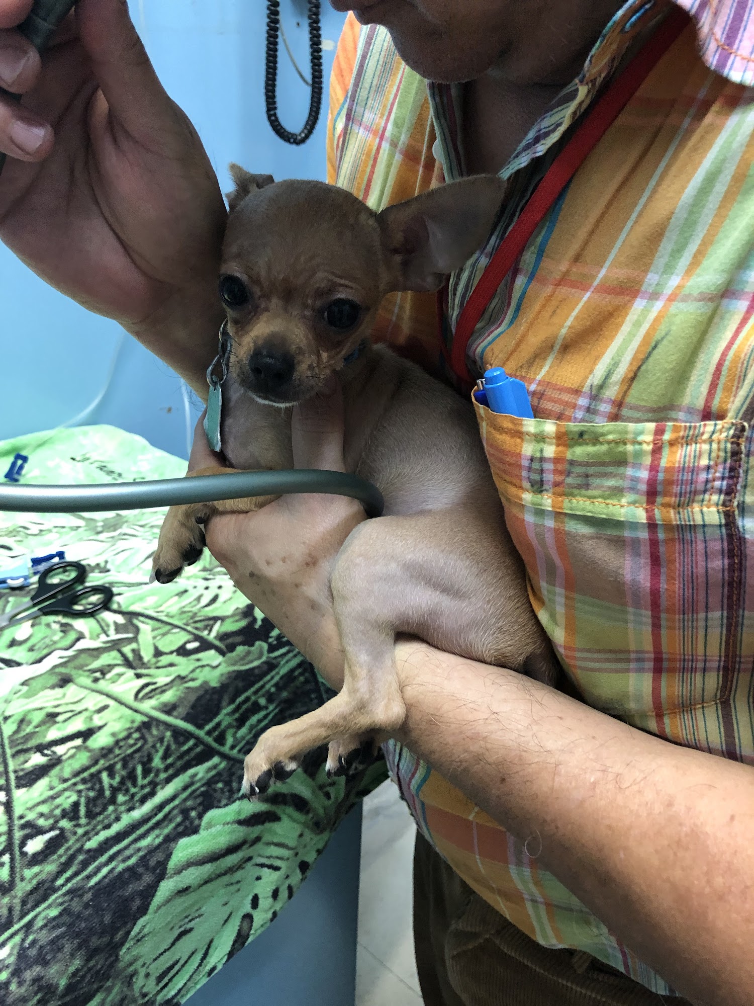 Riverdale Animal Hospital Bronx