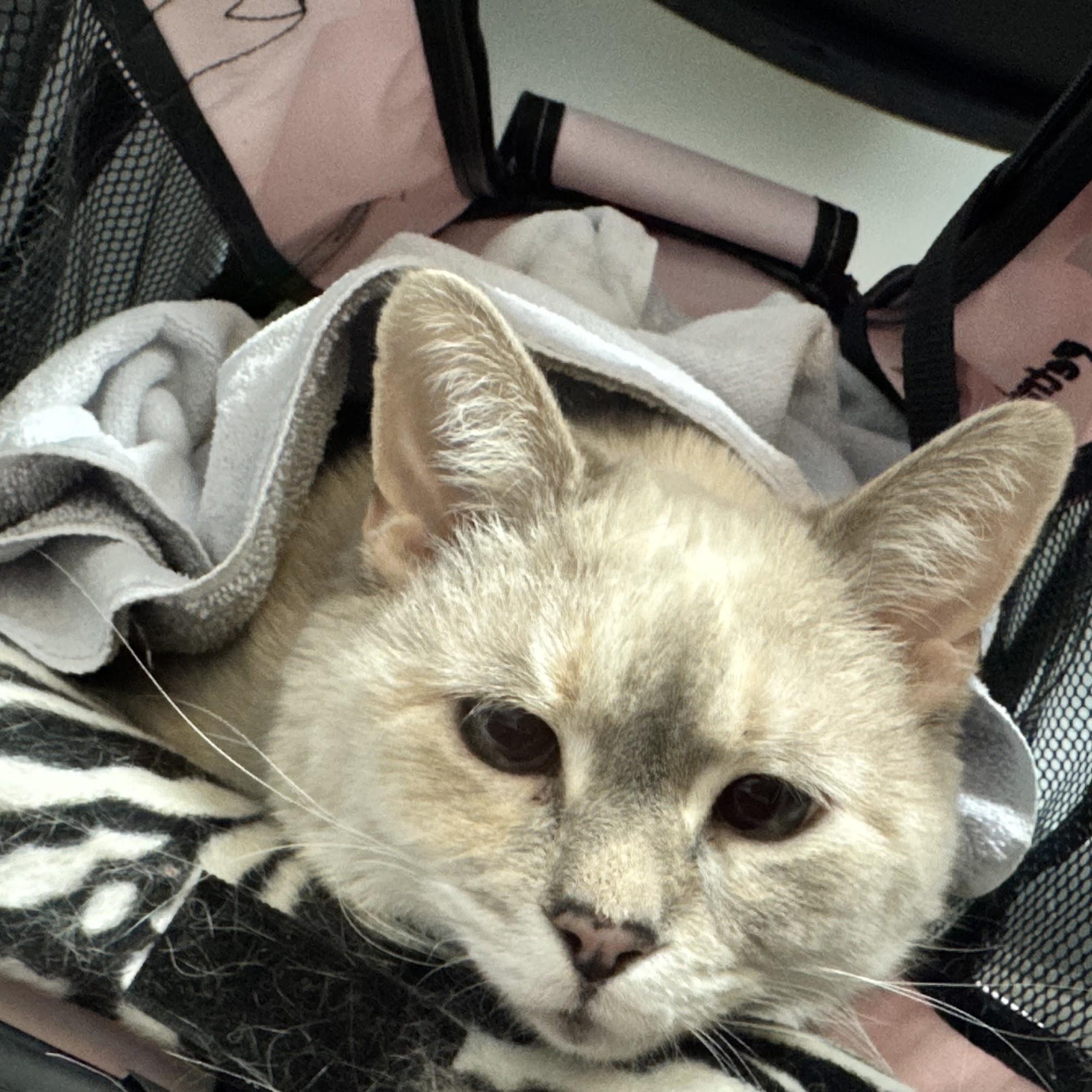 Broadway Animal Hospital of Riverdale Bronx