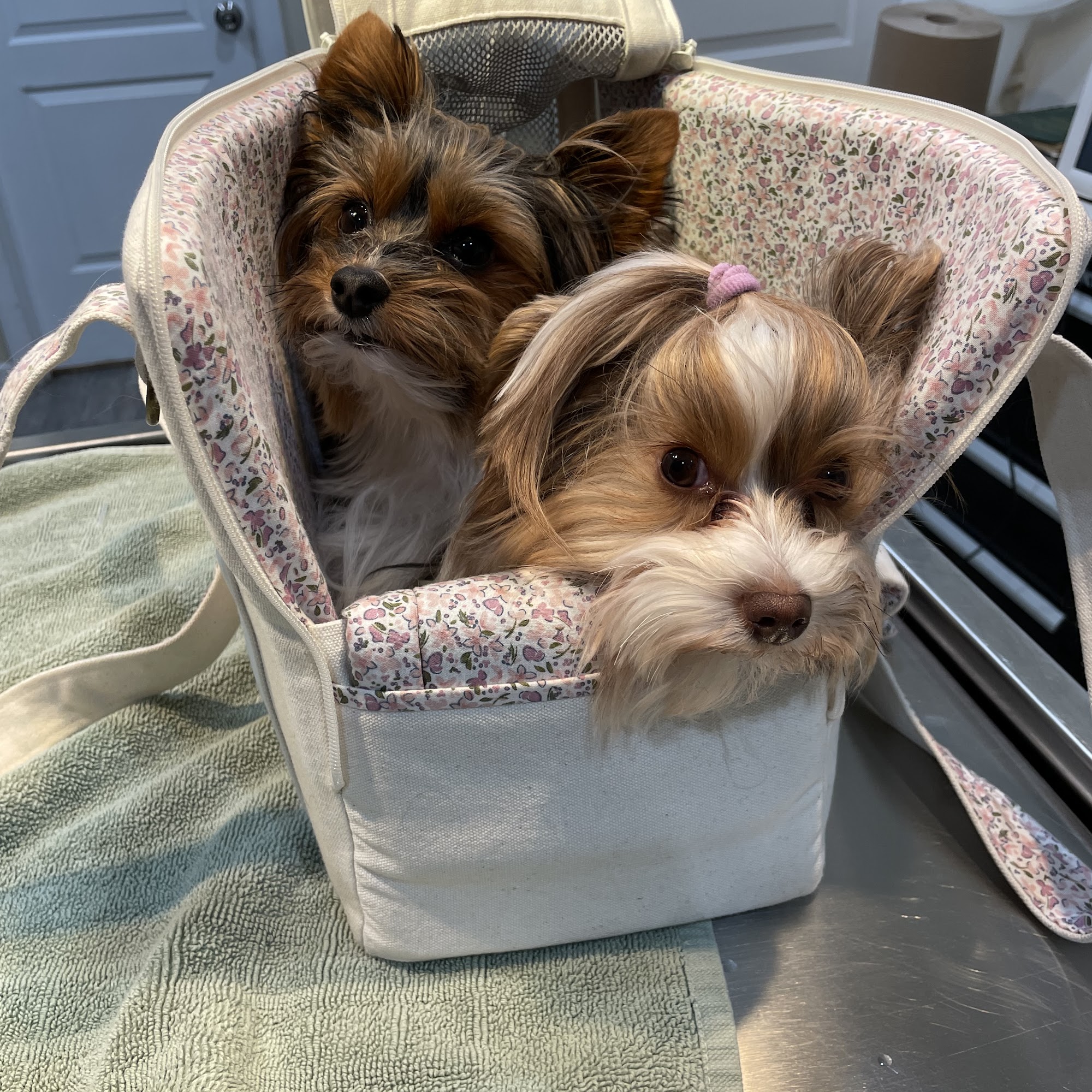 Bronx County Animal Hospital Bronx