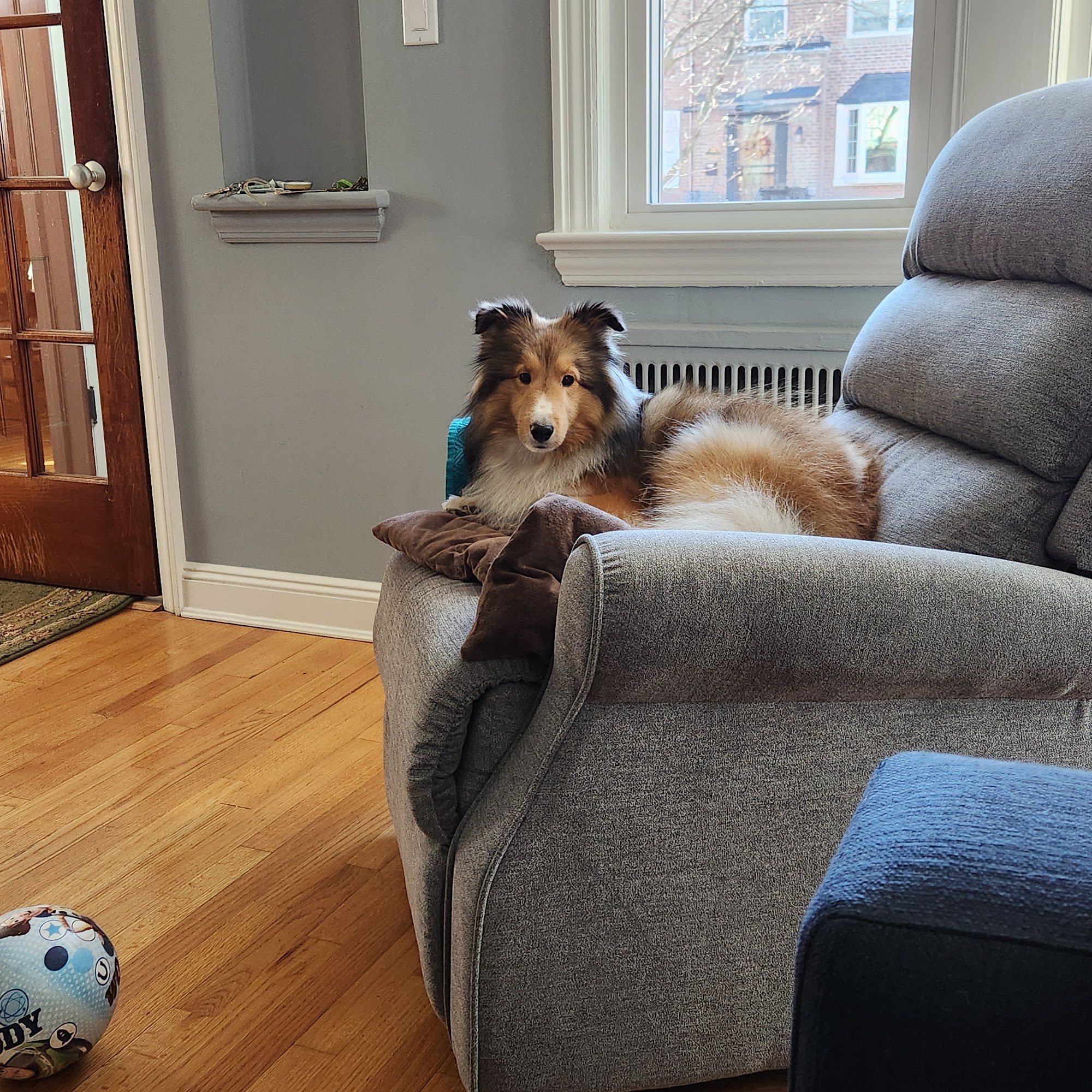 Sichnik Laszlo Dr Bronx