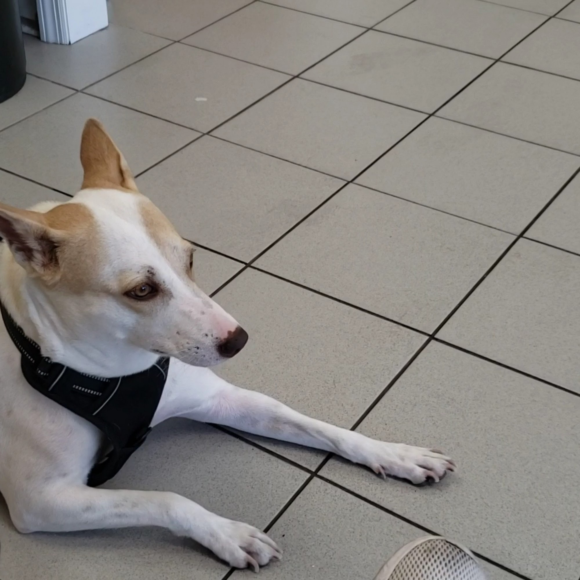 Animal Hospital of Morris Park Bronx