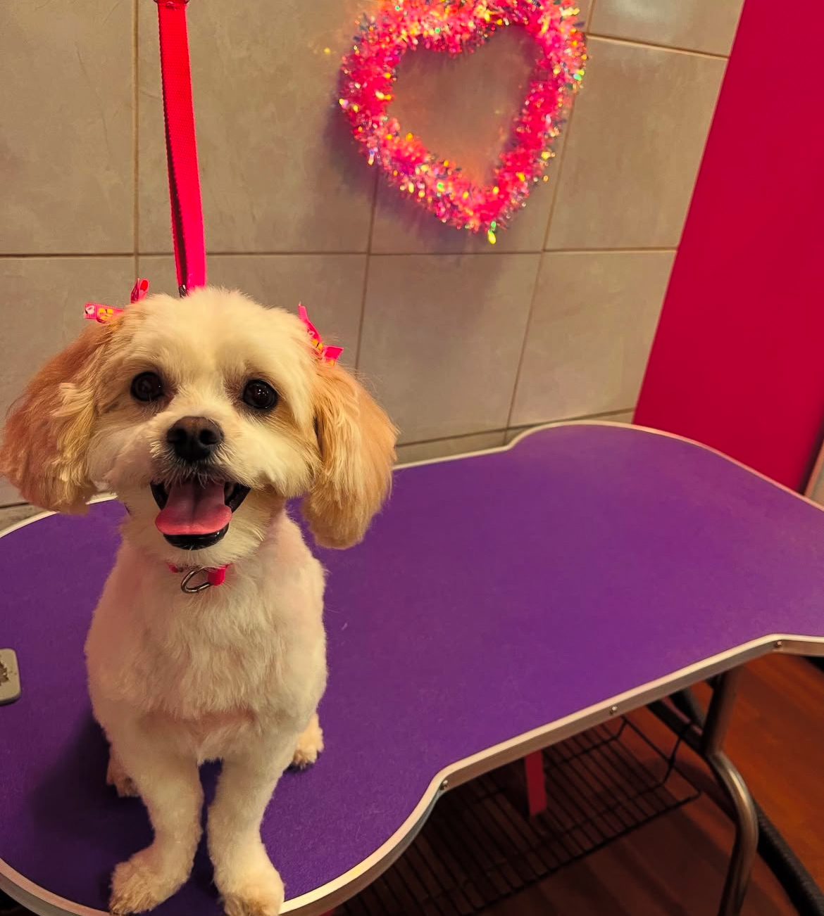 Groom a Doggie Bronx