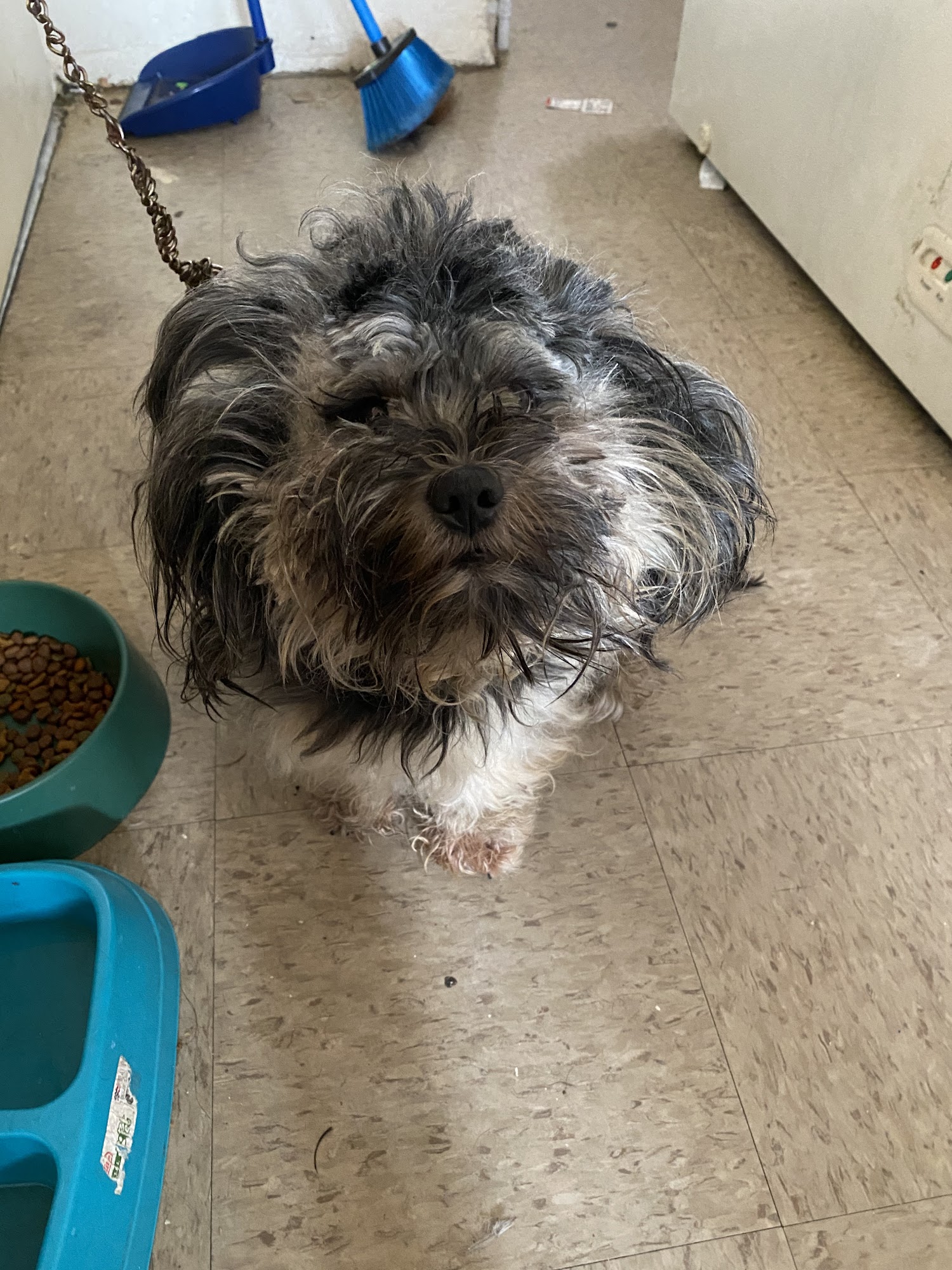 Dogstar Grooming Bronx