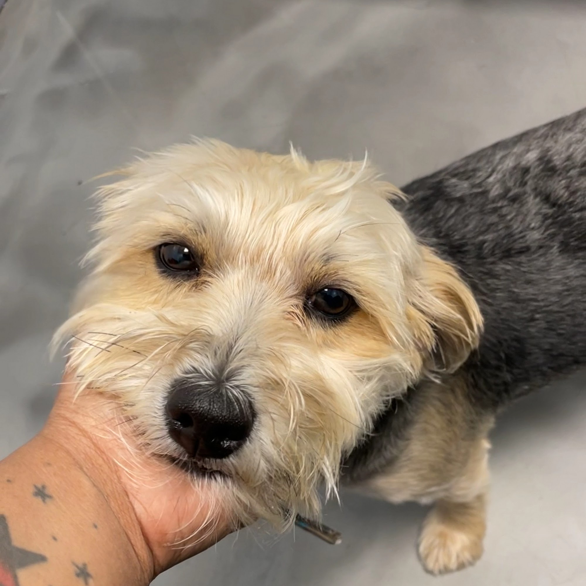 ASPCA Community Veterinary Clinic (Appointment Only) Bronx