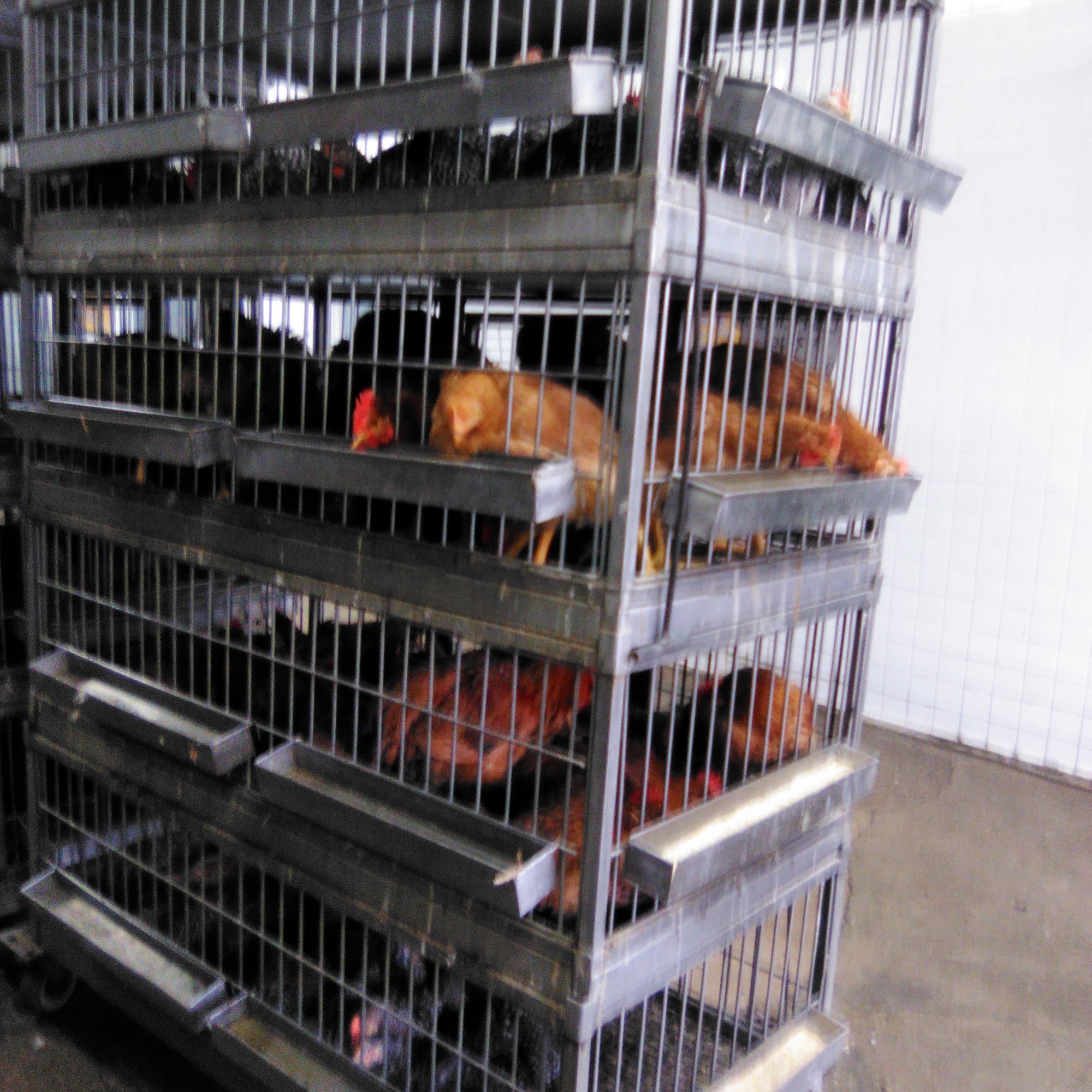 Jackson Avenue Live Poultry