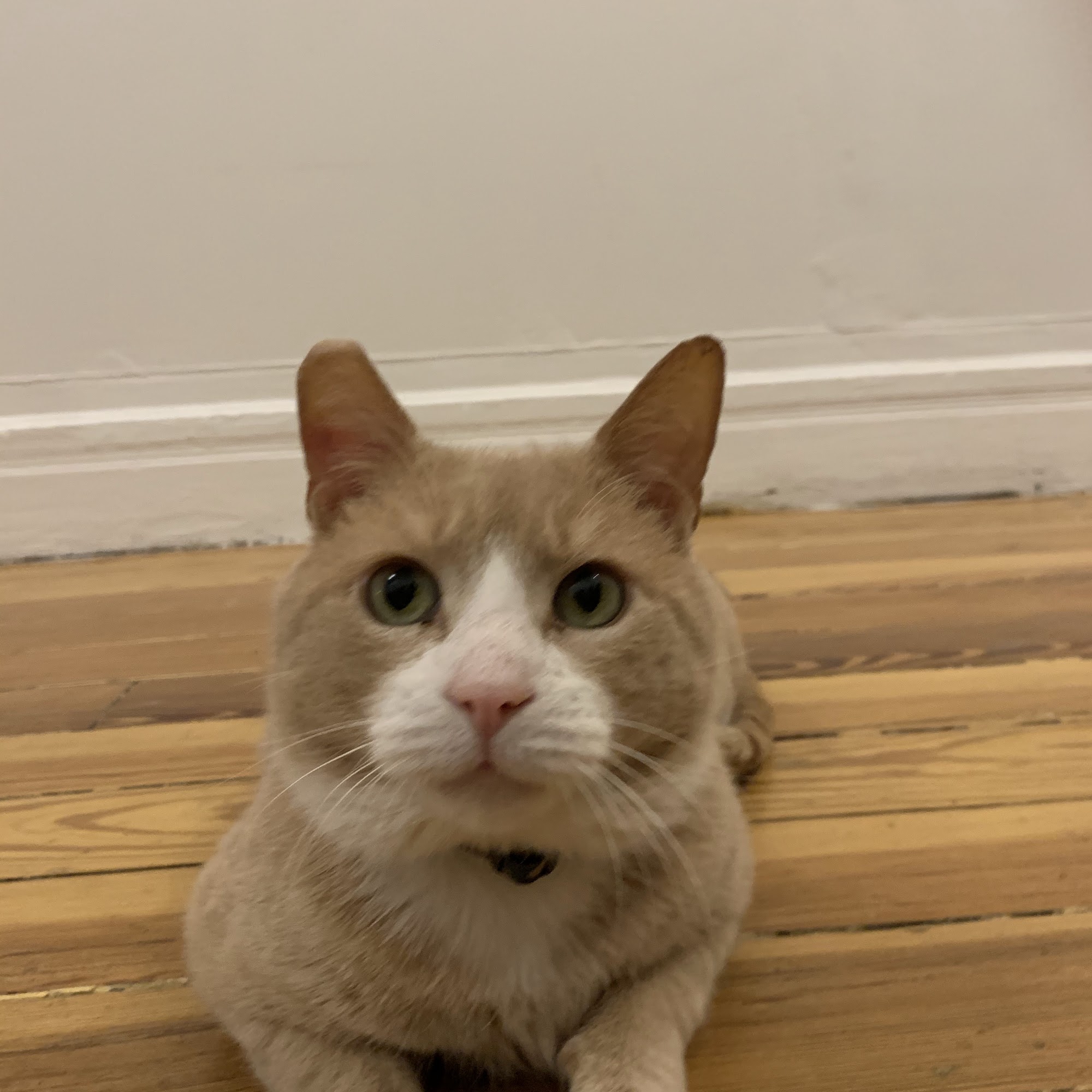 Greenpoint Veterinary Hospital Brooklyn