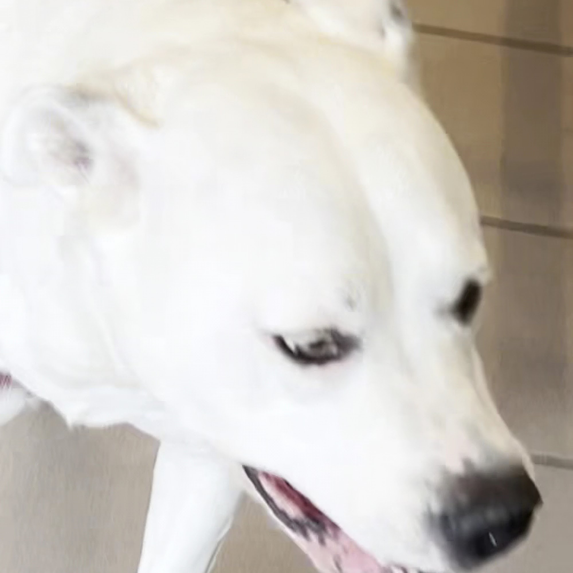 Kings Bay Veterinary Group Brooklyn