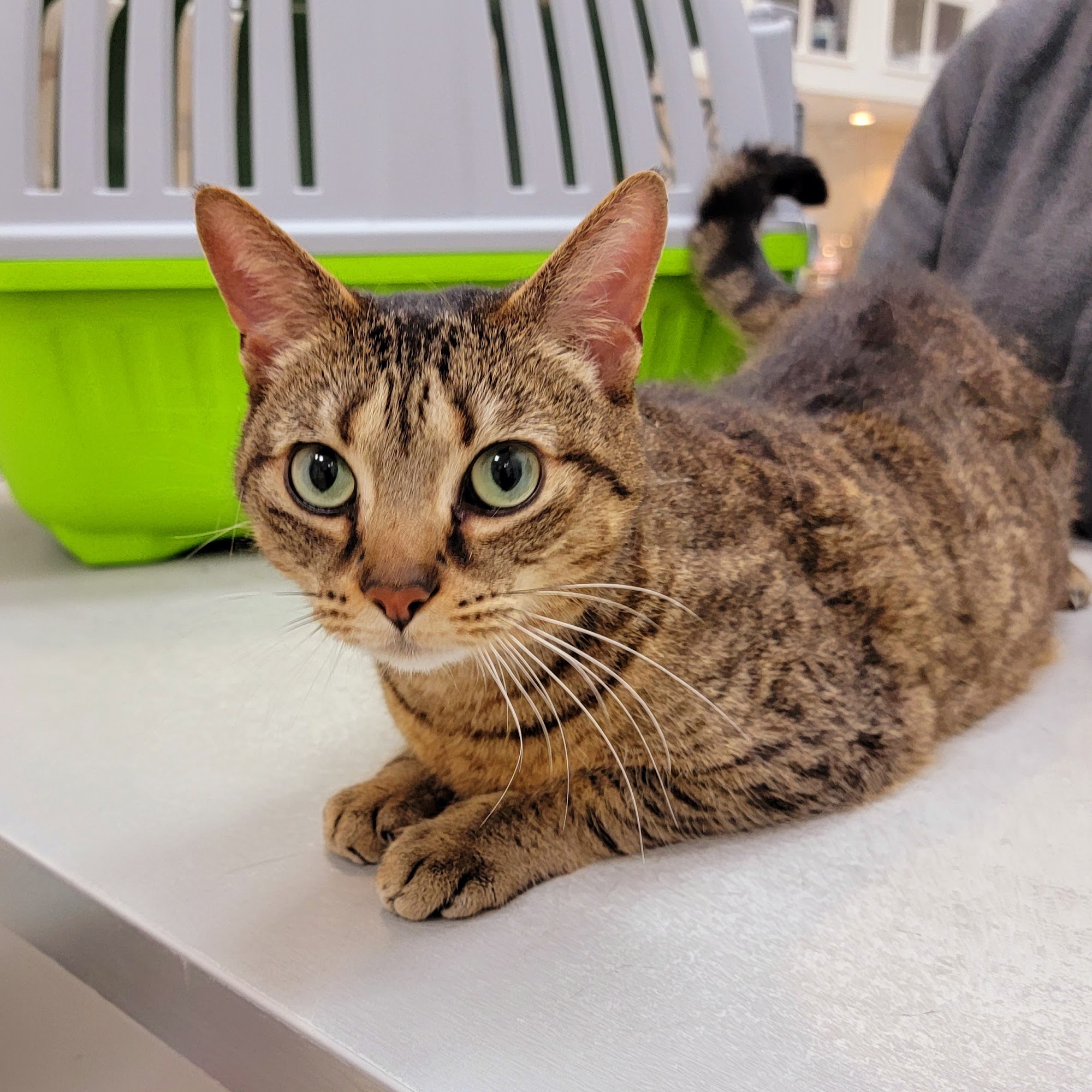 Park Slope Veterinary Center Brooklyn