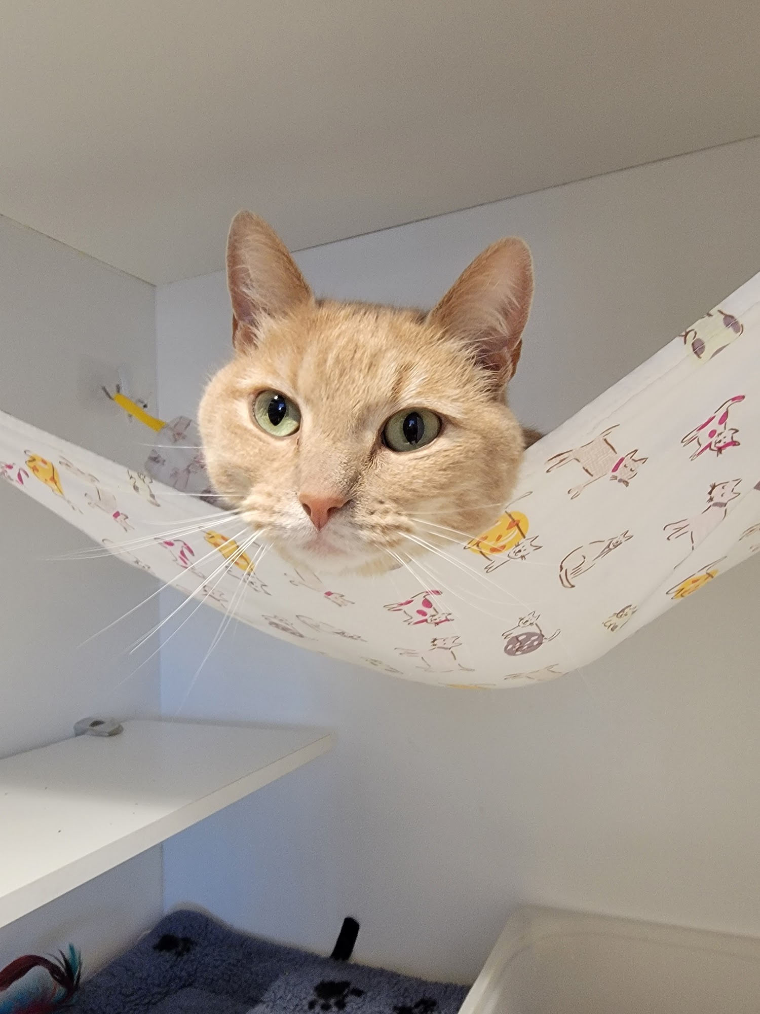 Park Slope Veterinary Center Brooklyn