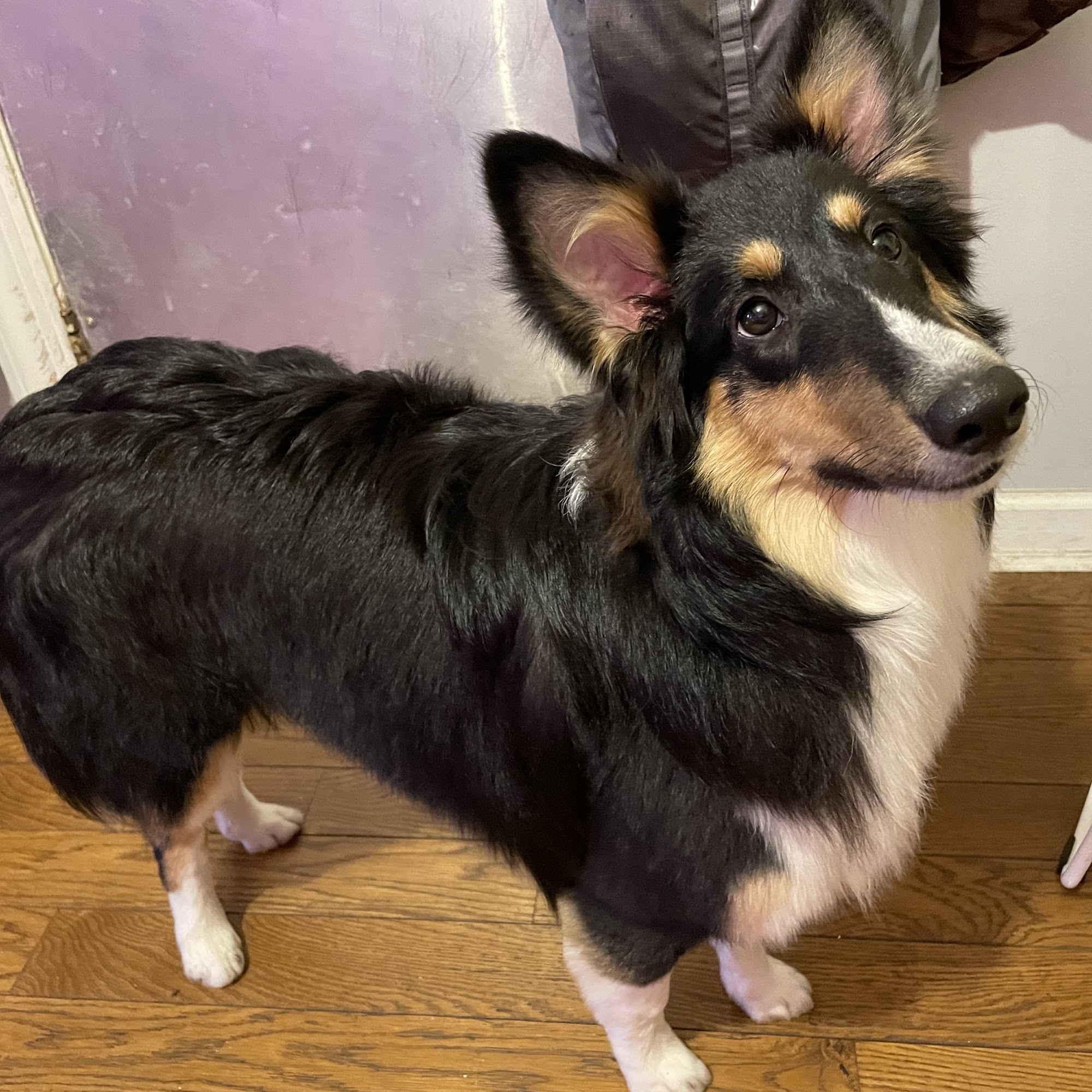 Who's Your Doggy Brooklyn