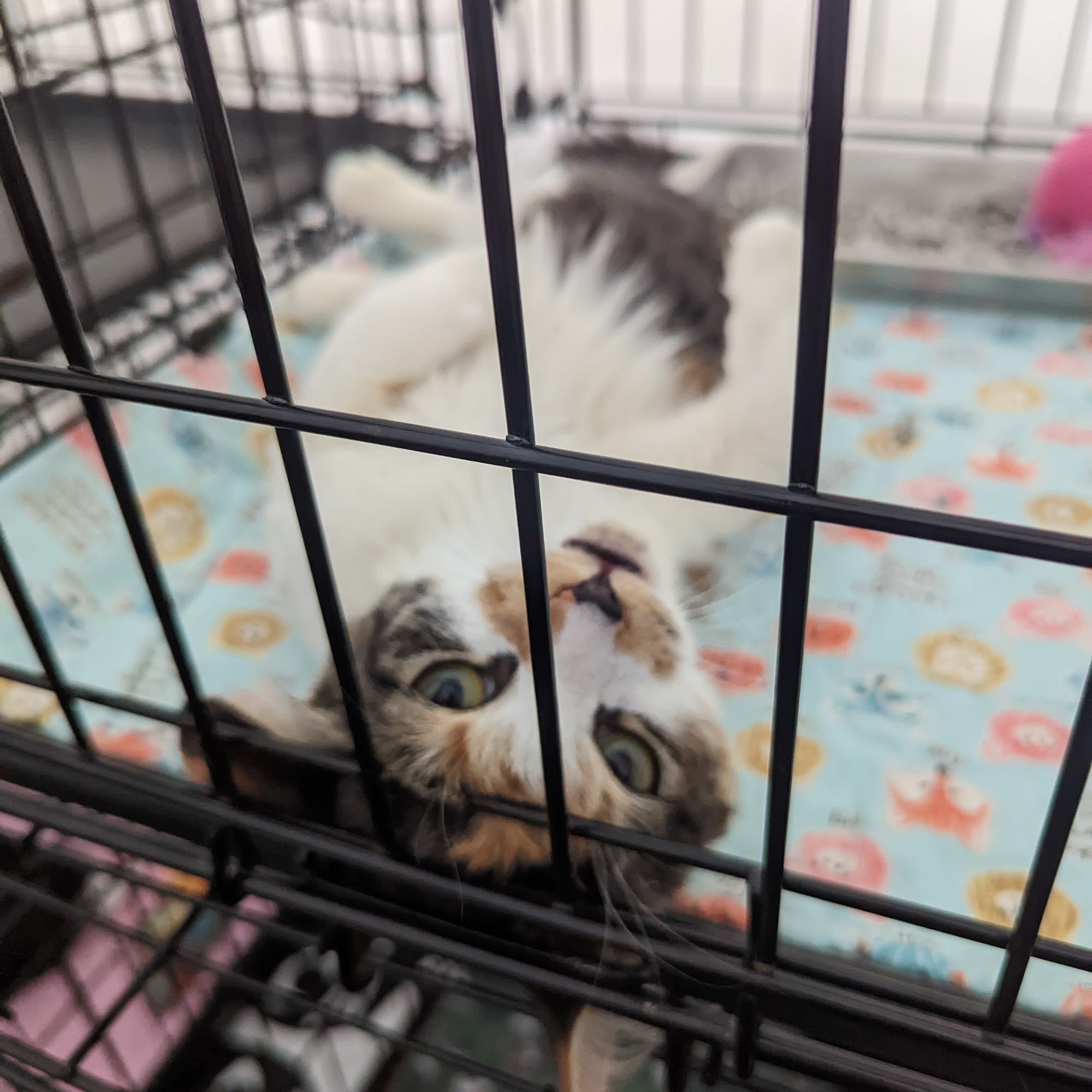 Bushwick Bark on Irving Brooklyn