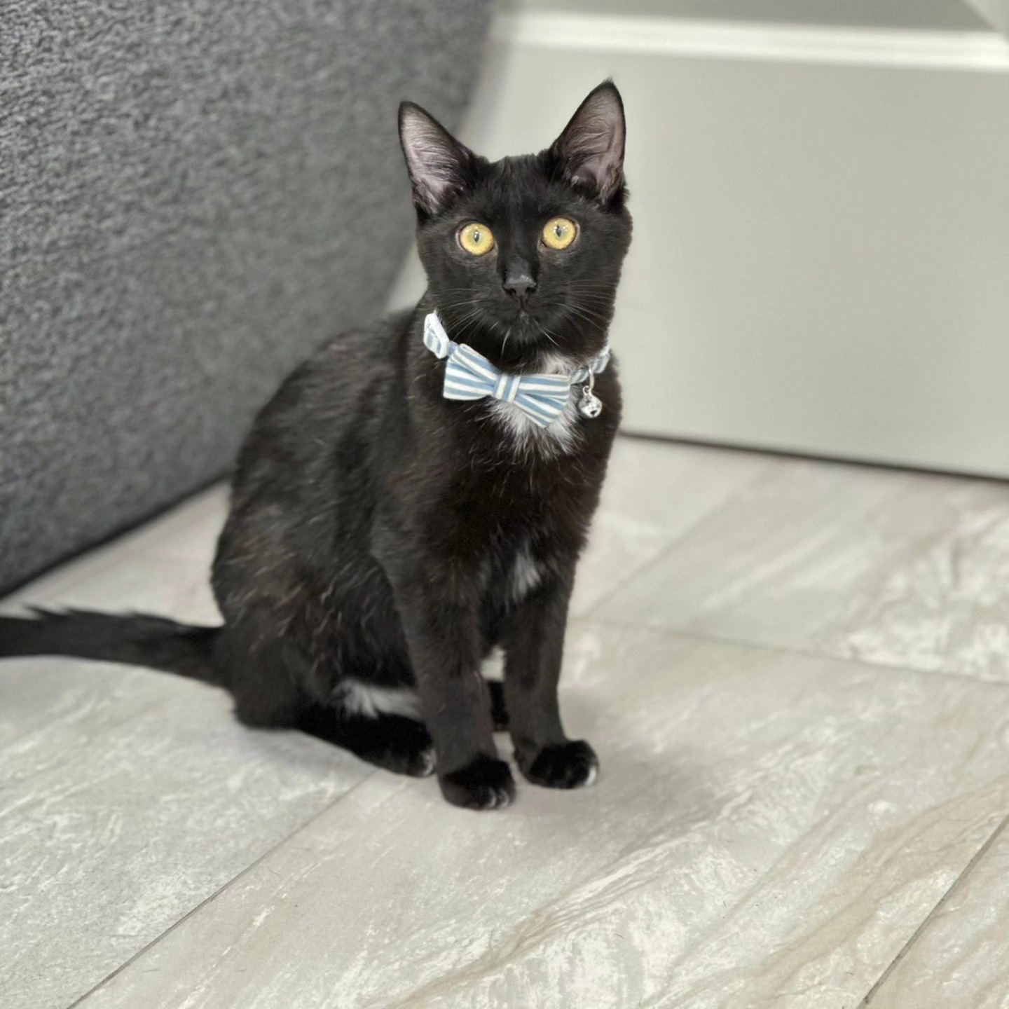 The Neighborhood Vet Brooklyn