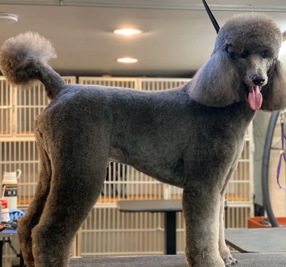 Brooklyn Pet Spa, Cat & Dog Grooming Brooklyn