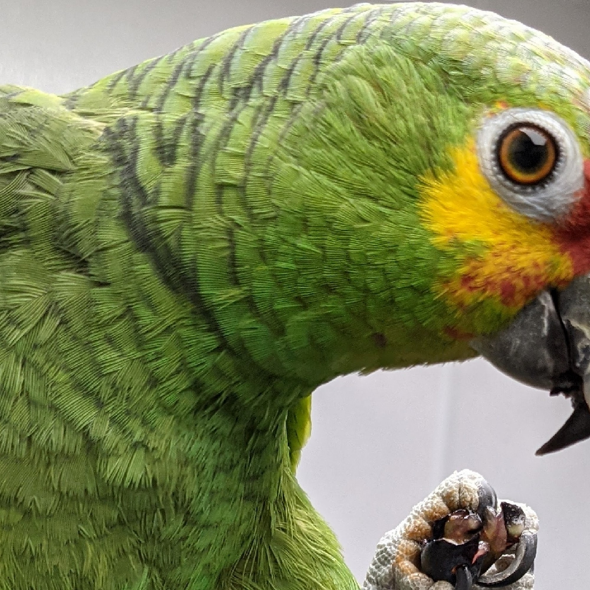 All in 1 Petshop Brooklyn