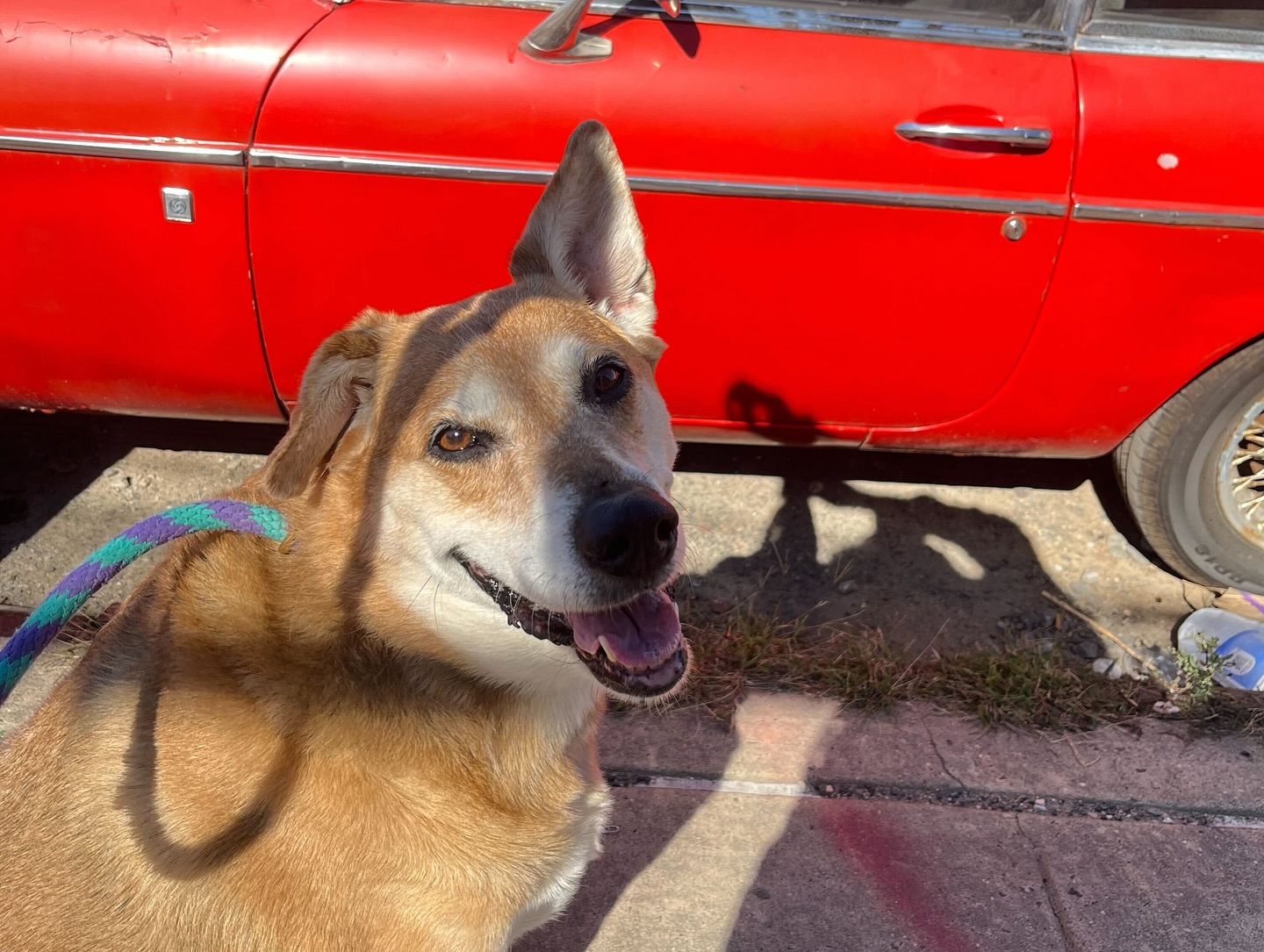 DIGS Canine Hotel Spa & Daycare Brooklyn