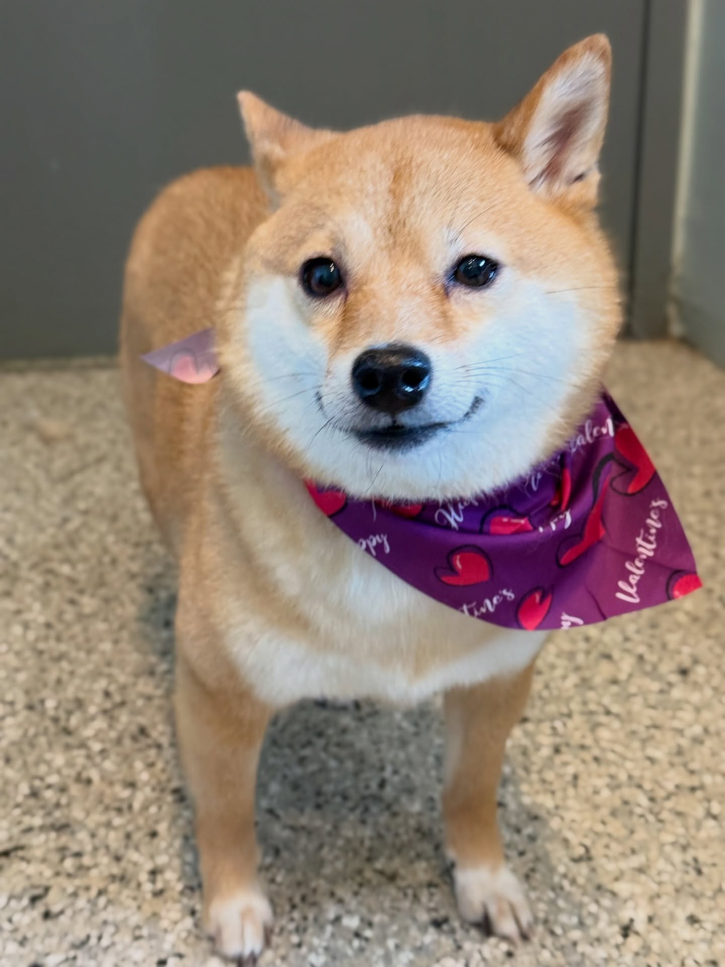 DIGS Canine Hotel Spa & Daycare Brooklyn