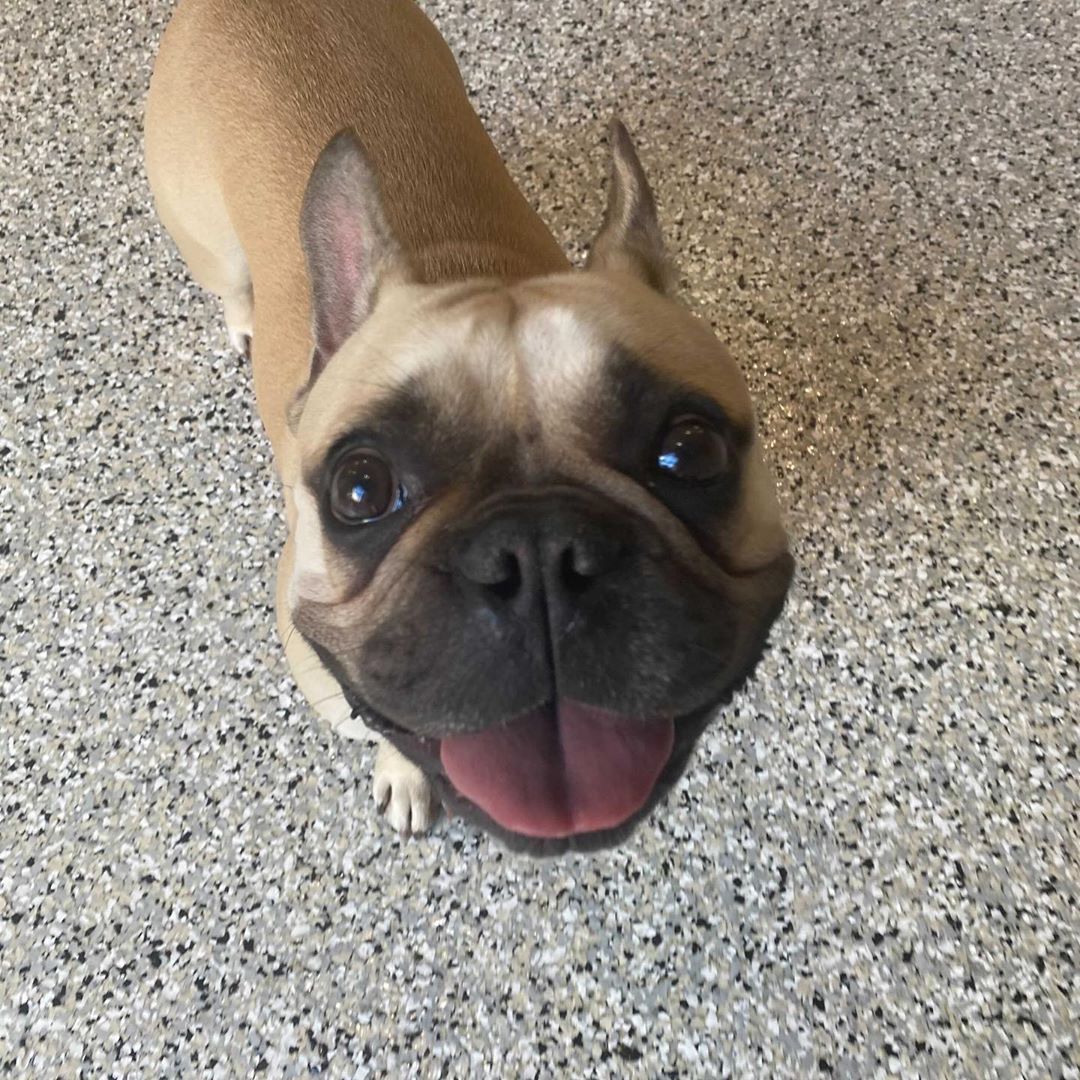 DIGS Canine Hotel Spa & Daycare Brooklyn