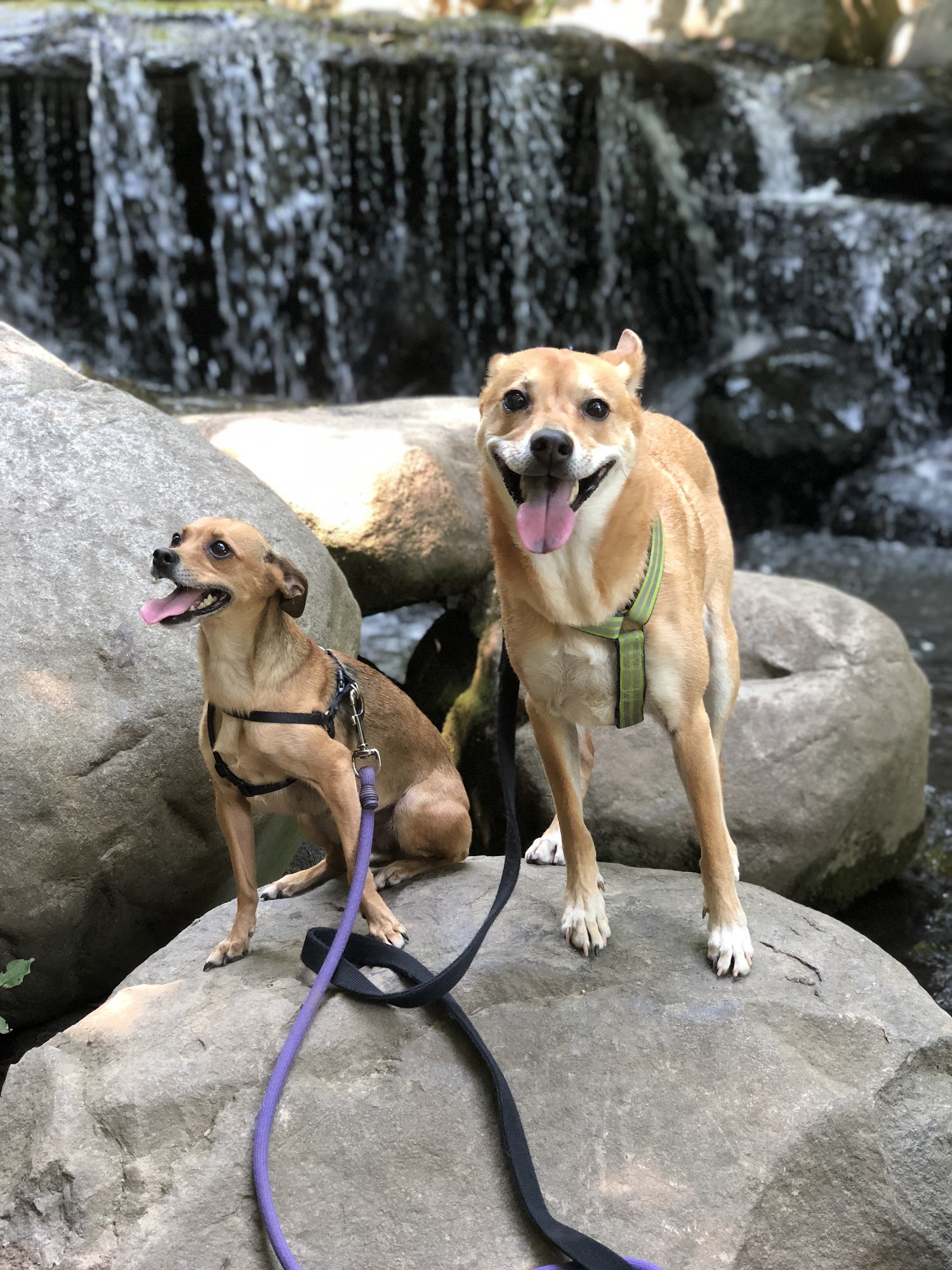 The Dog Behaviorist NYC Brooklyn