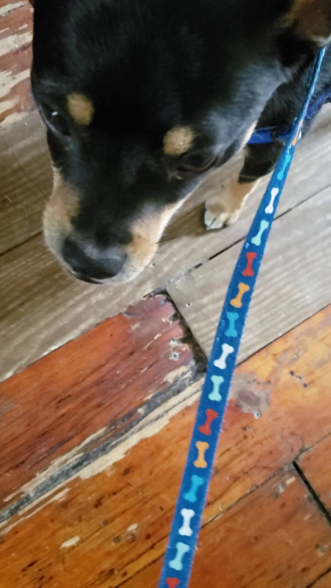 Kenny The Dog Walker Brooklyn