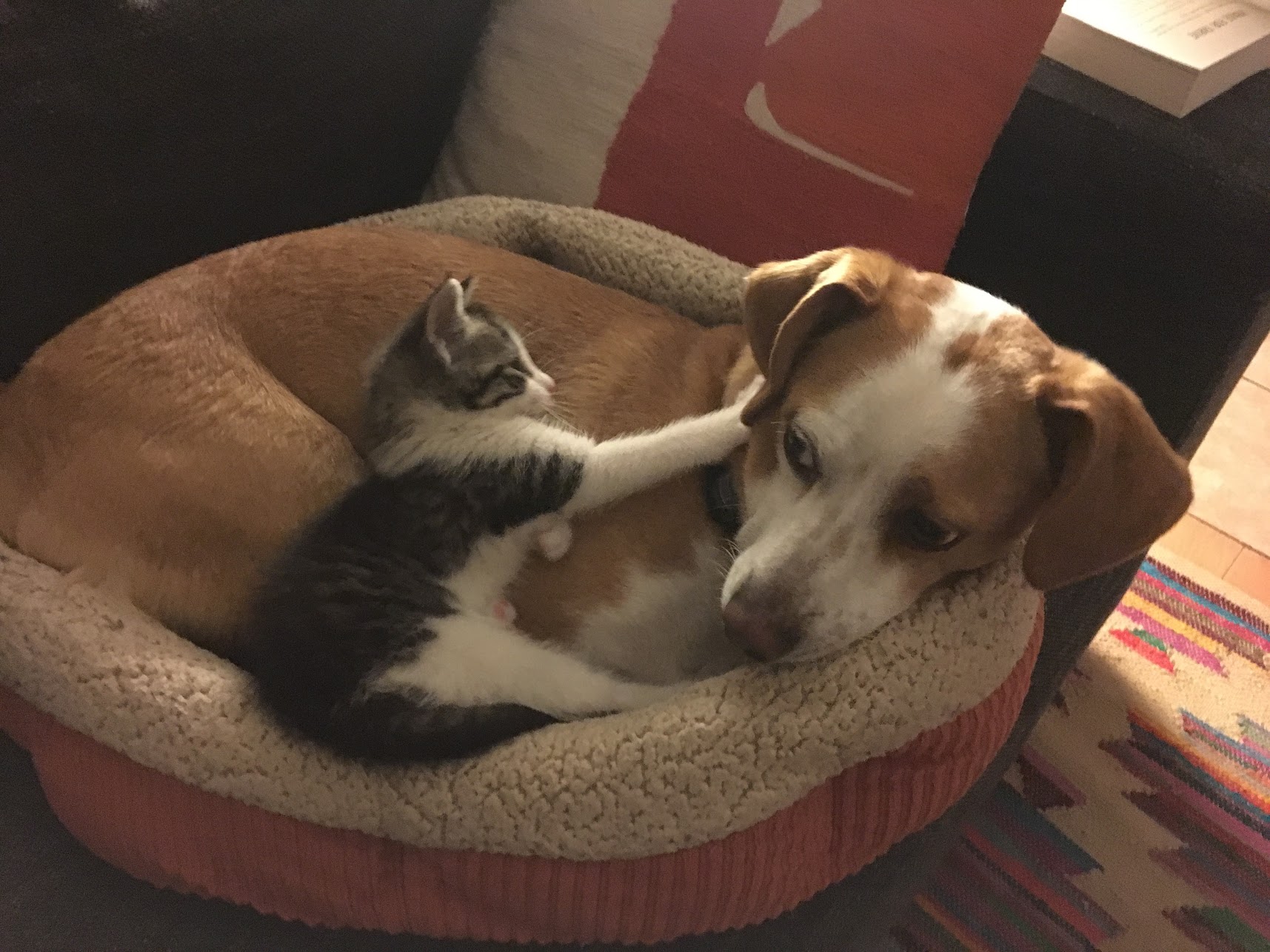 Jordan's Pet Care - Brooklyn Dog Walking & Pet Sitting Brooklyn