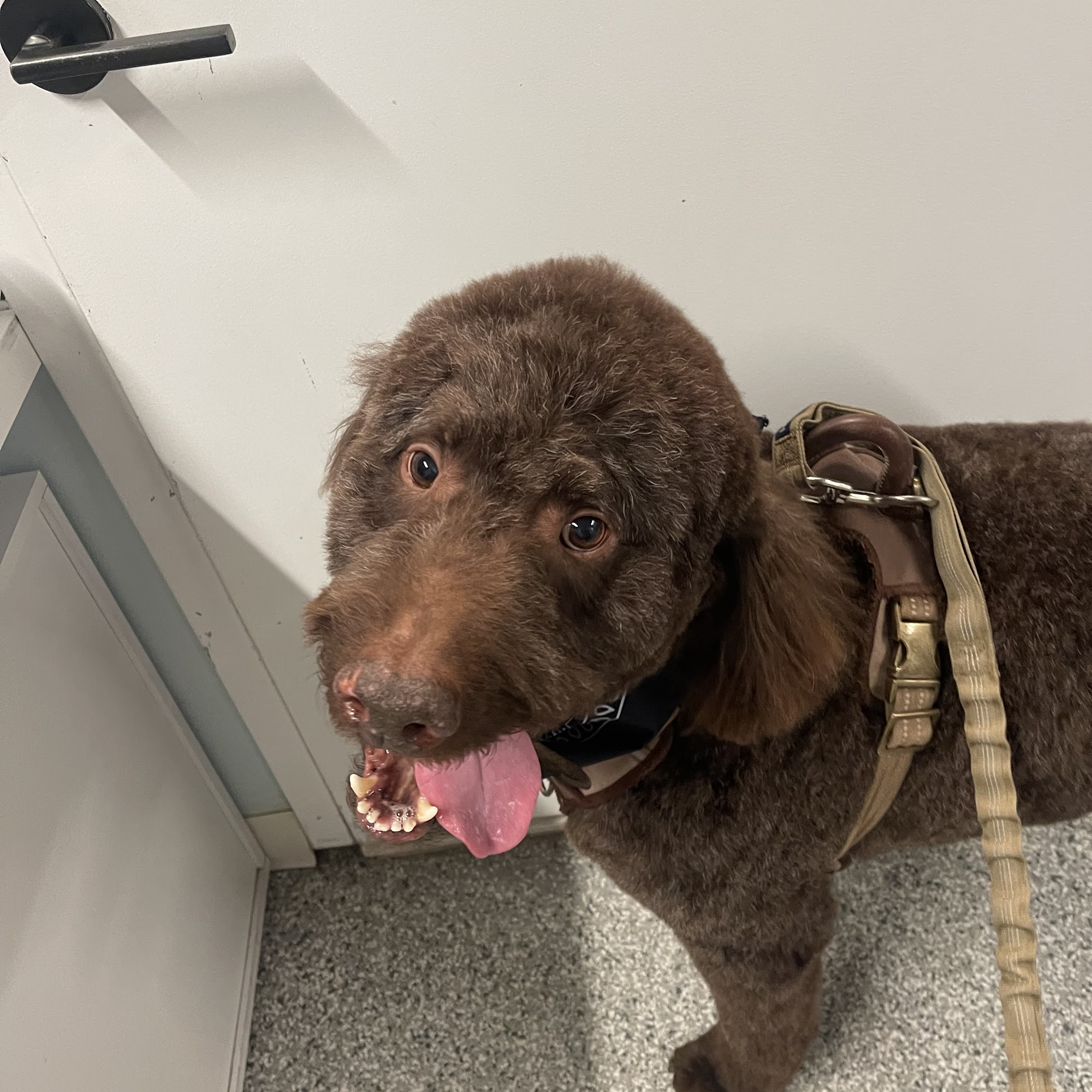 Pawsability Dog Club Brooklyn