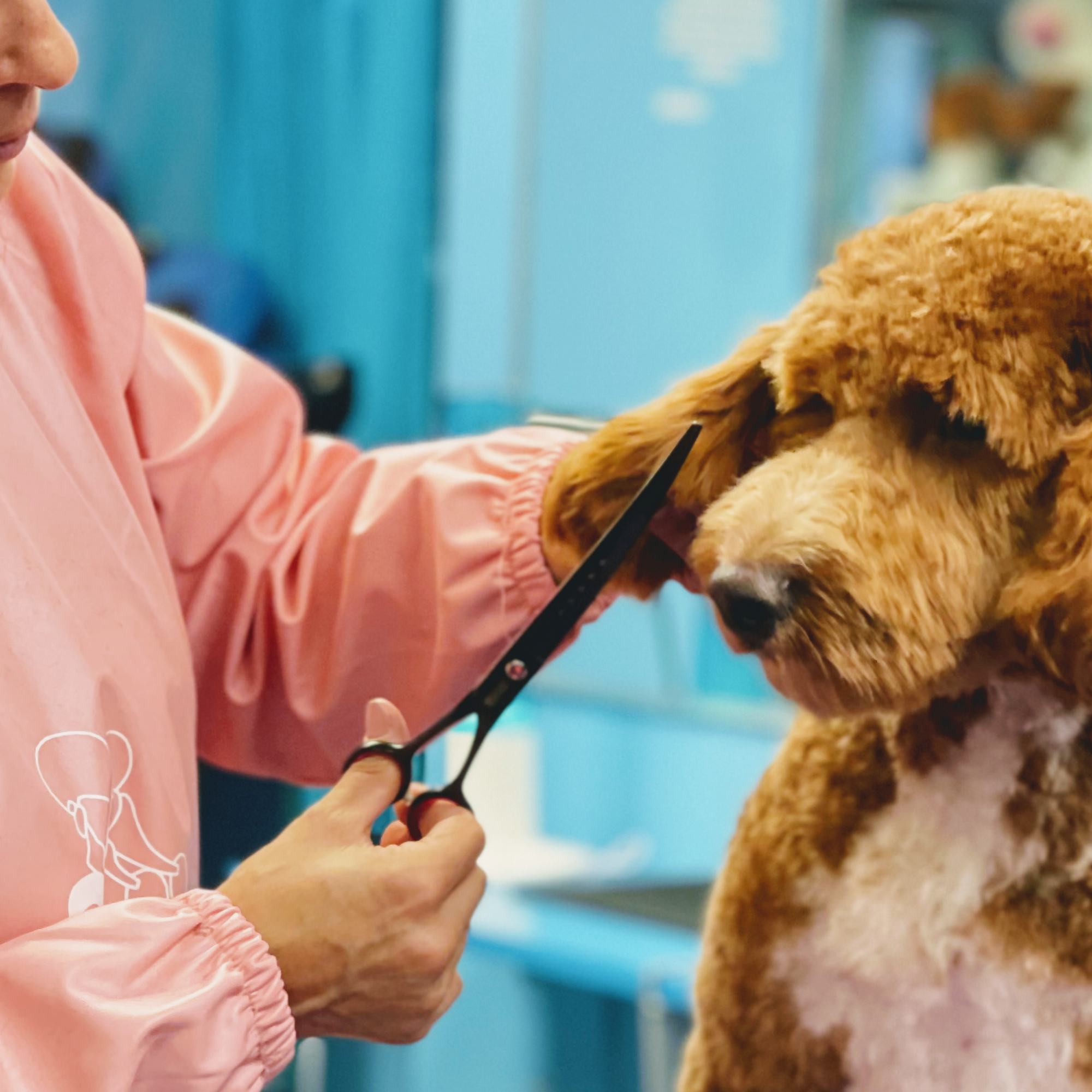 Shiny Paws Grooming & Day Care Brooklyn