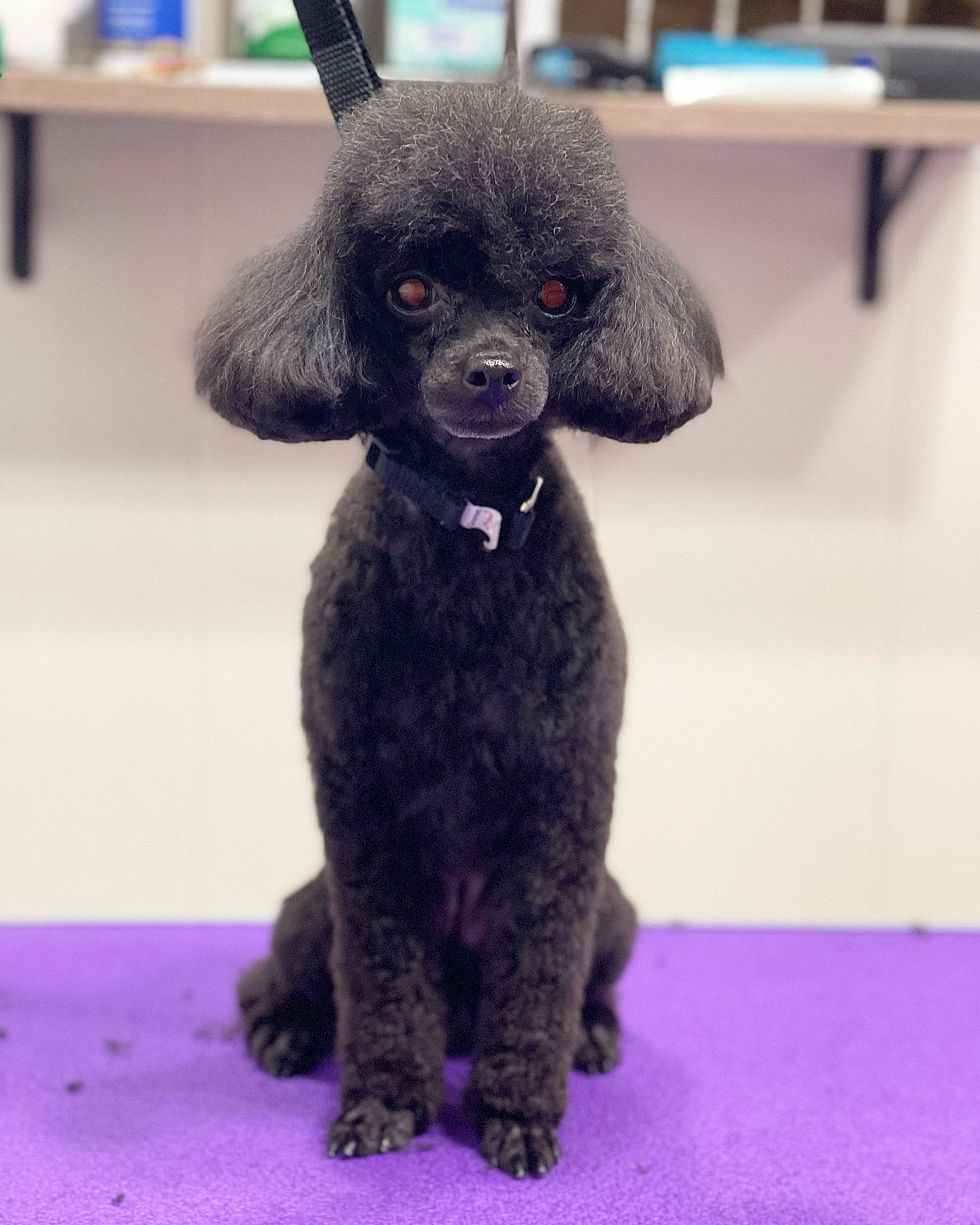 PUPLIKE grooming studio Brooklyn