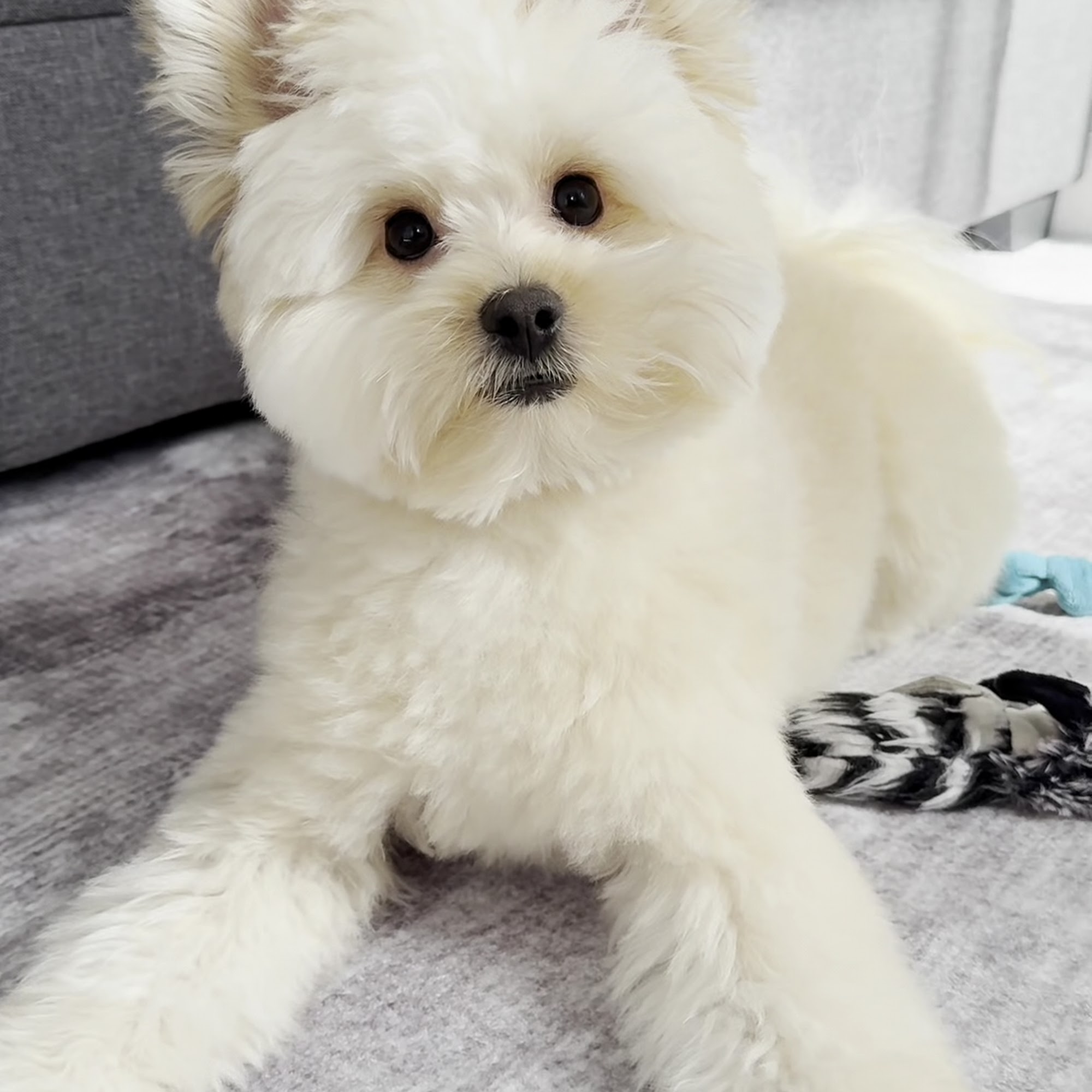 PUPLIKE grooming studio Brooklyn