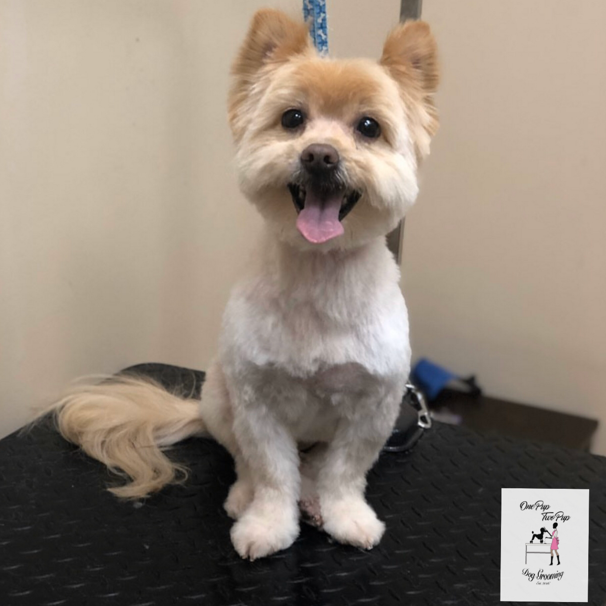 OnePupTwoPup Dog Grooming Brooklyn