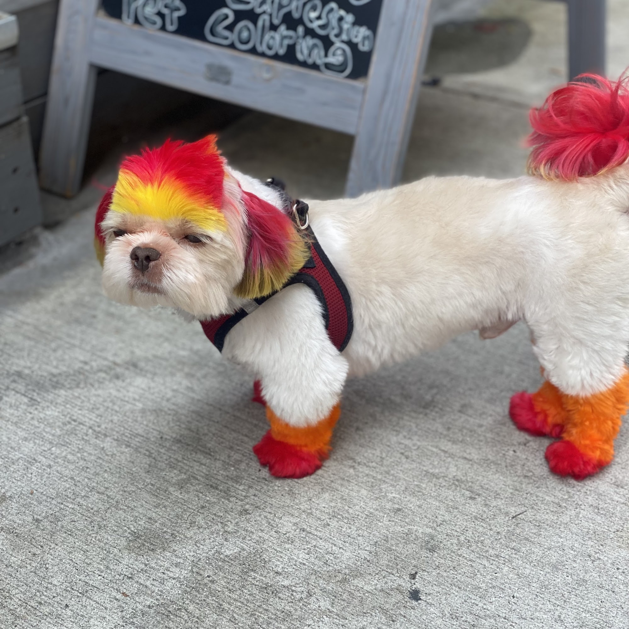 Flossy Pet Pawlor Brooklyn