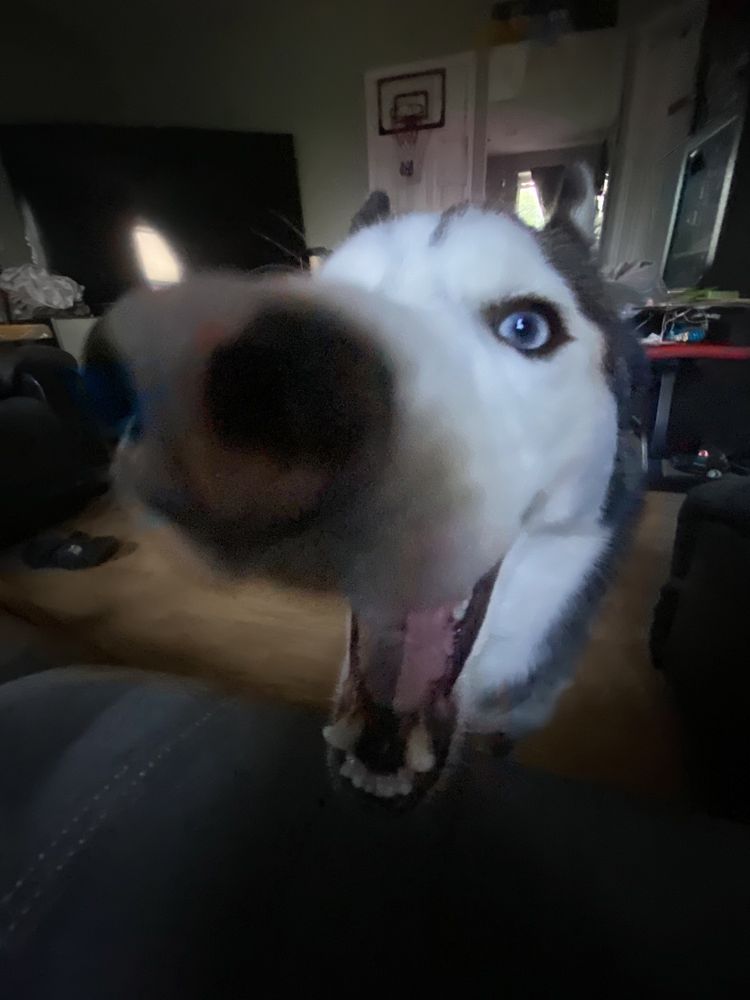 Loving Paws Animal Hospital: Pesteanu, Loretta DVM Brooklyn