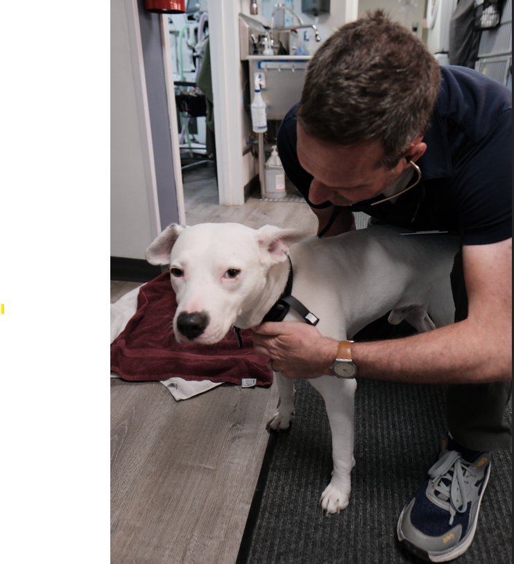 Alison Animal Hospital Brooklyn