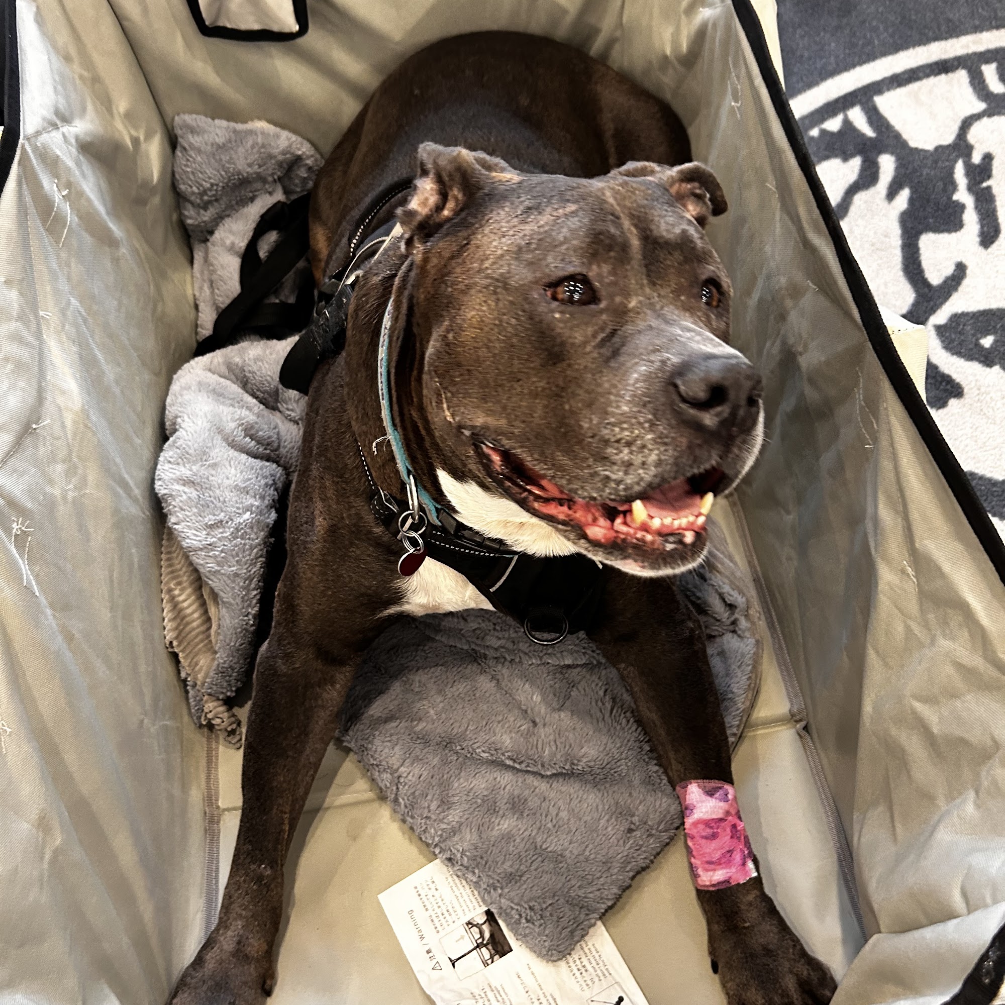 Alison Animal Hospital Brooklyn