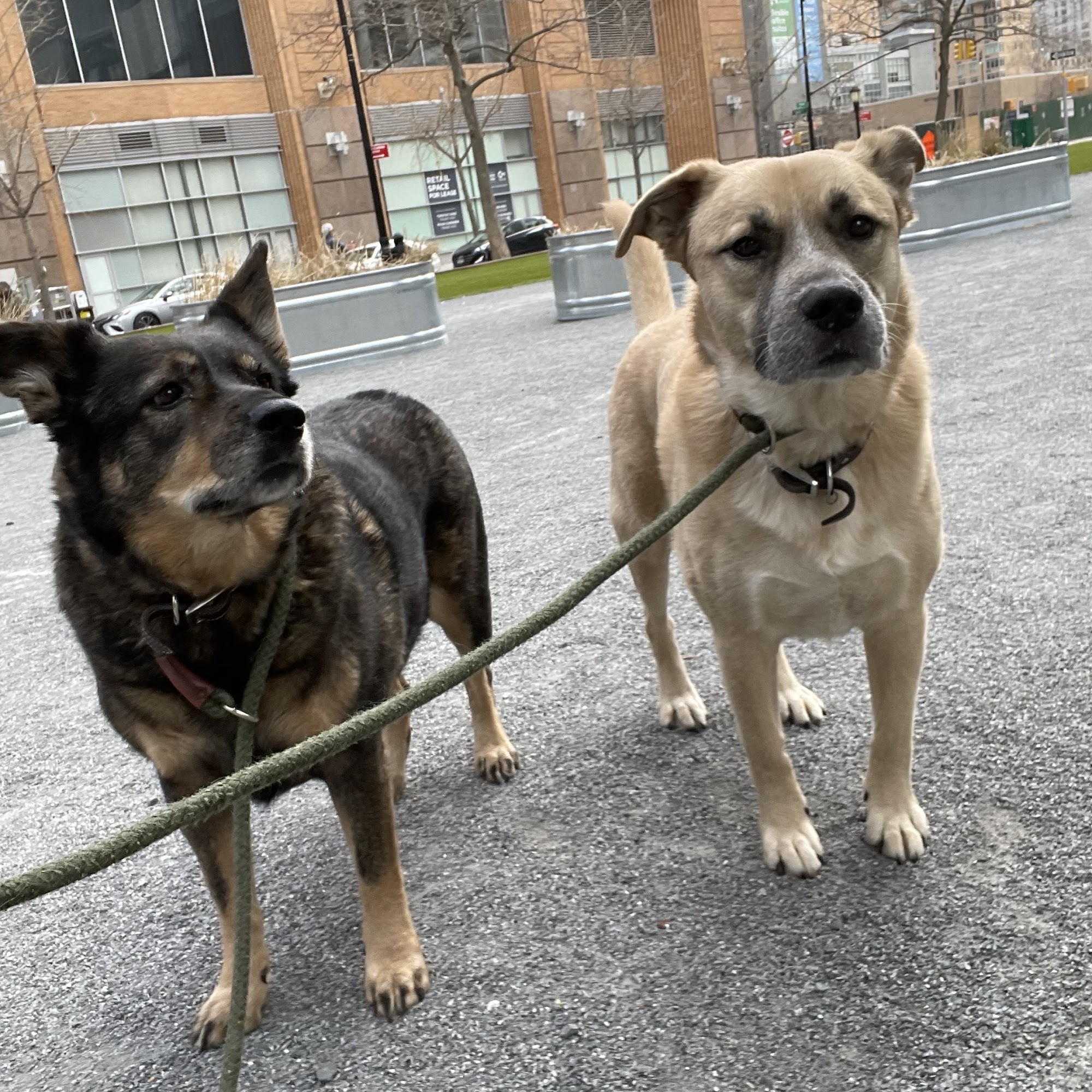 Brooklyn Tails and Trails Brooklyn