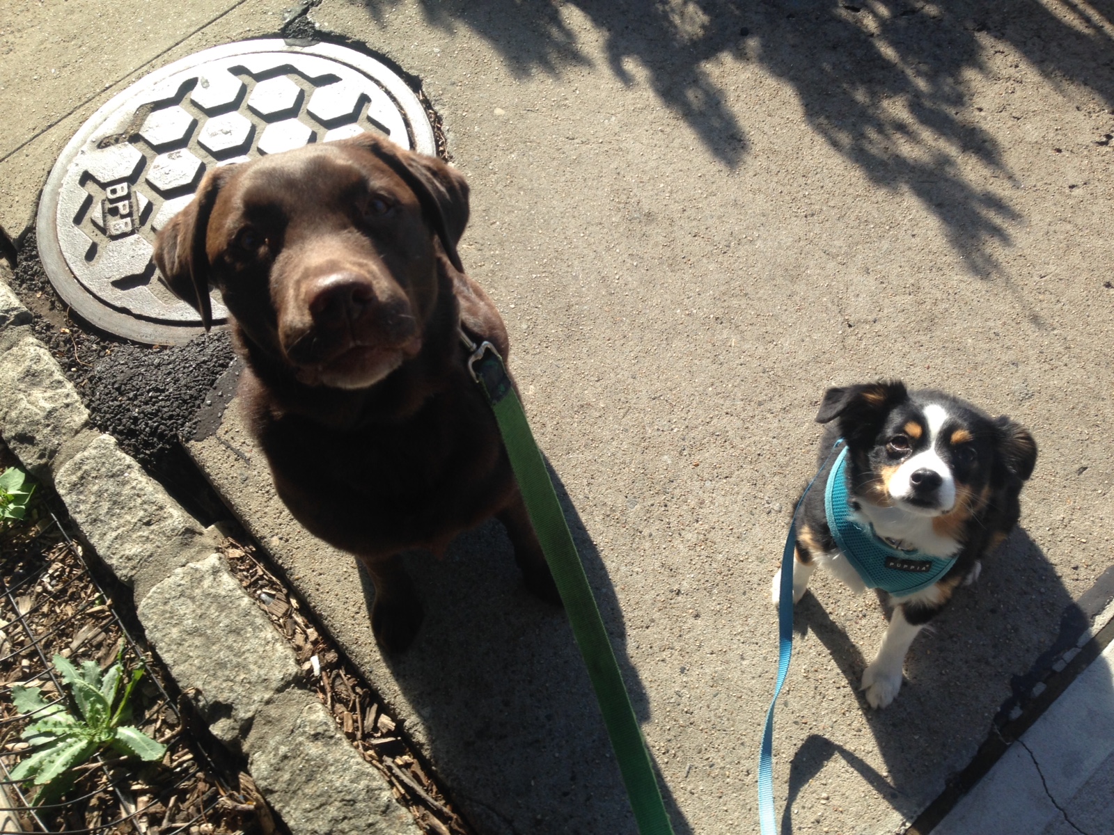 Brooklyn Tails and Trails Dog Walkers Brooklyn